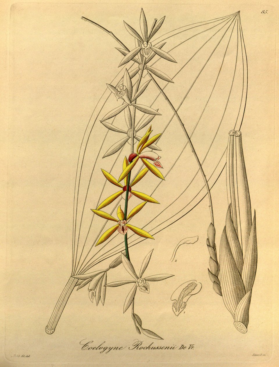 Coelogyne rochussenii بواسطة هاينريش جوستاف رايشنباخ