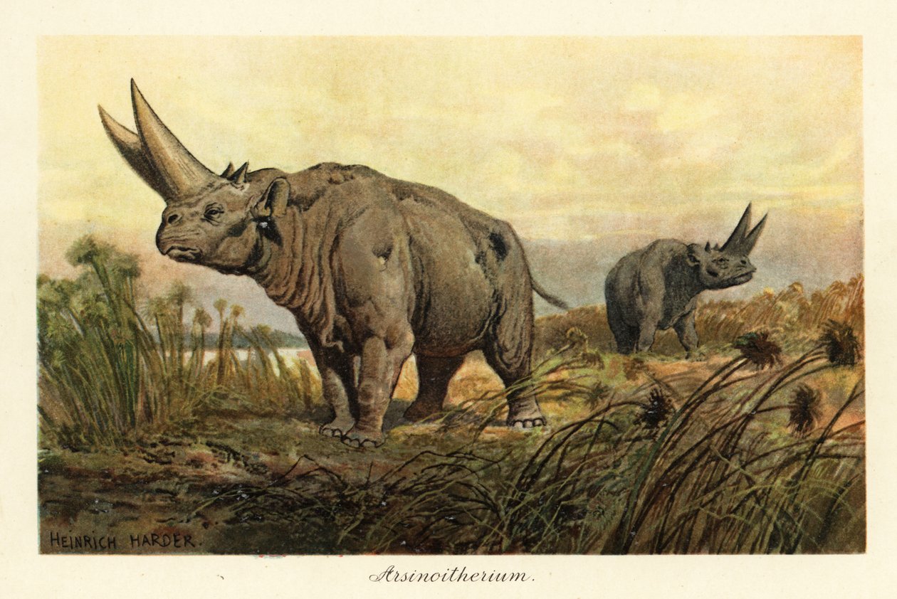 Arsinoitherium ، جنس منقرض من الثدييات paenungulata. ، 1908 (طباعة) بواسطة هنري هاردر