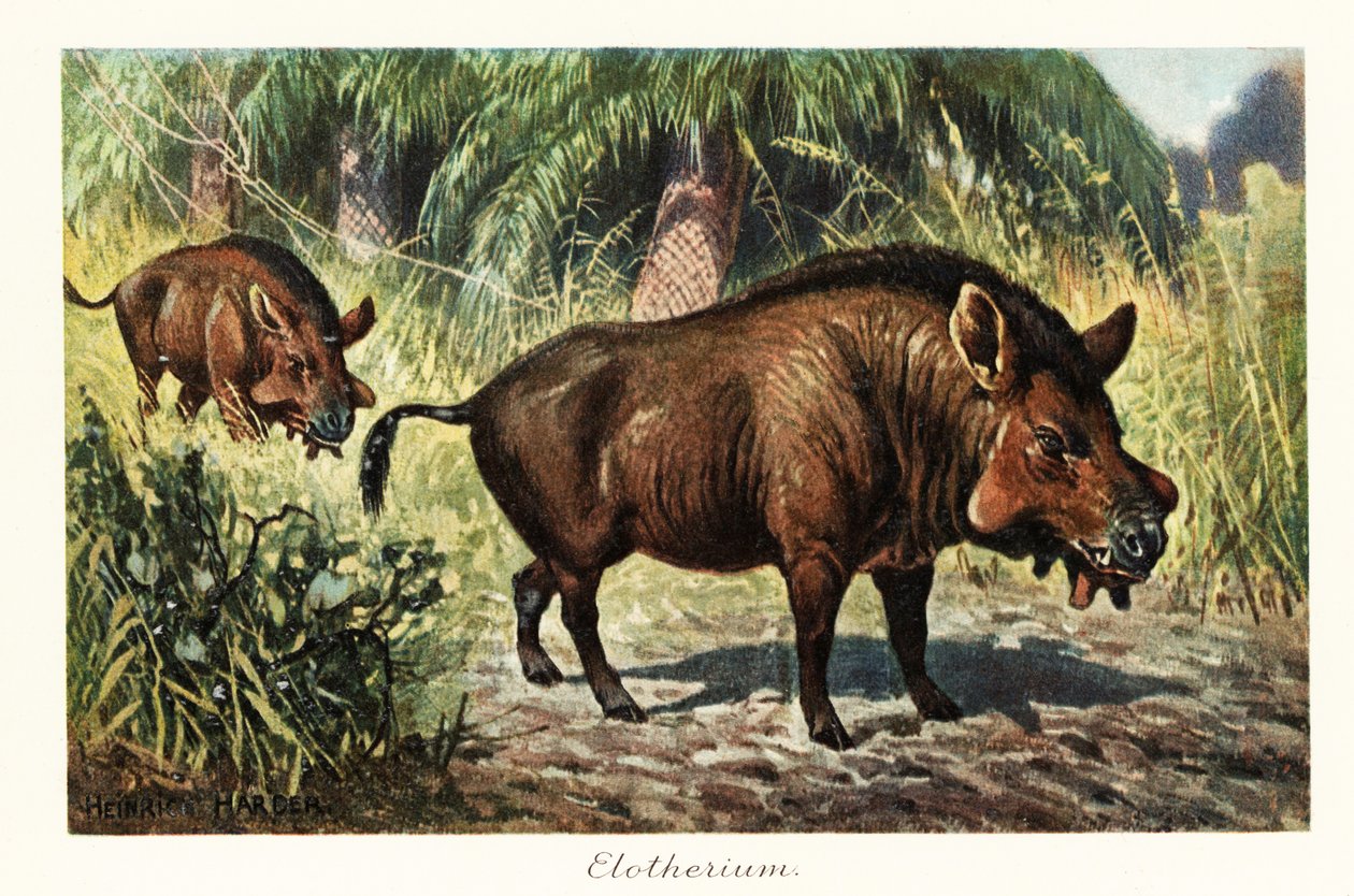 Entelodon ، جنس منقرض من entelodont artiodactyl. ، 1908 (طباعة) بواسطة هنري هاردر