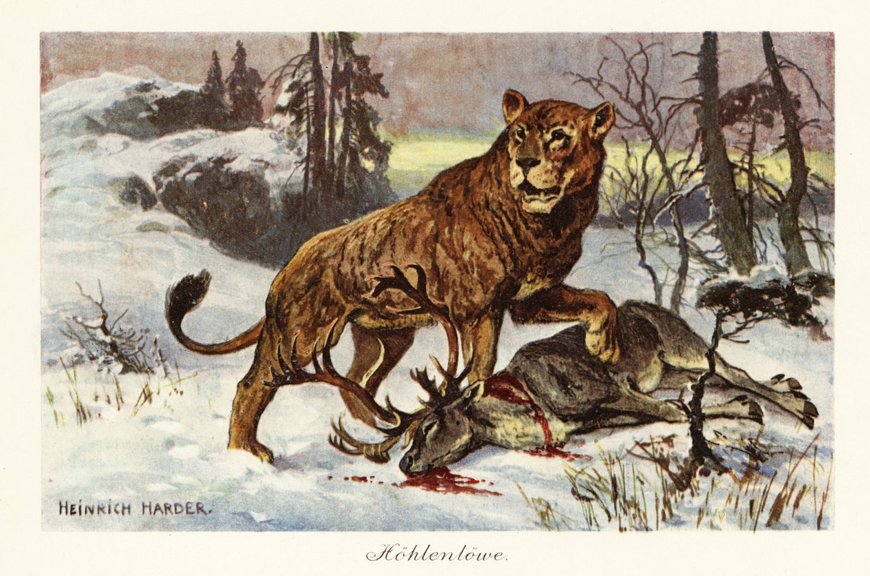 أسد الكهف الأوراسي ، Panthera spelaea. ، 1908 (طباعة) بواسطة هنري هاردر