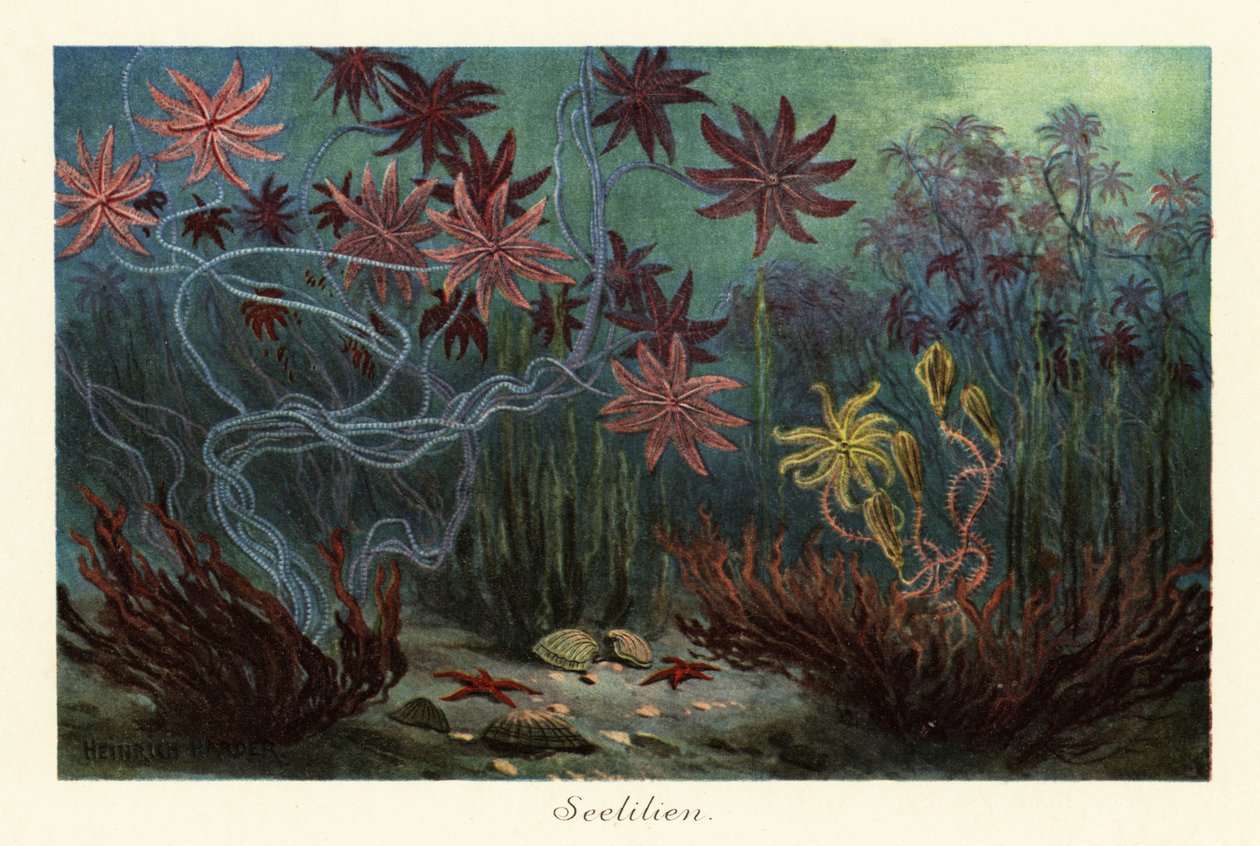 زنابق البحر المنقرضة أو crinoids ، Crinoidea ، في قاع البحر ، 1908 (طباعة) بواسطة هنري هاردر