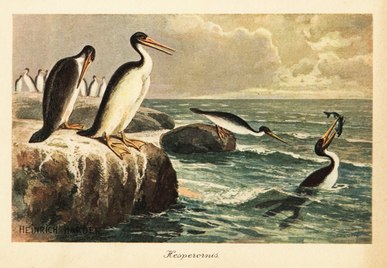 Hesperornis regalis ، طائر منقرض لا يطير ، طباشيري. بواسطة هنري هاردر