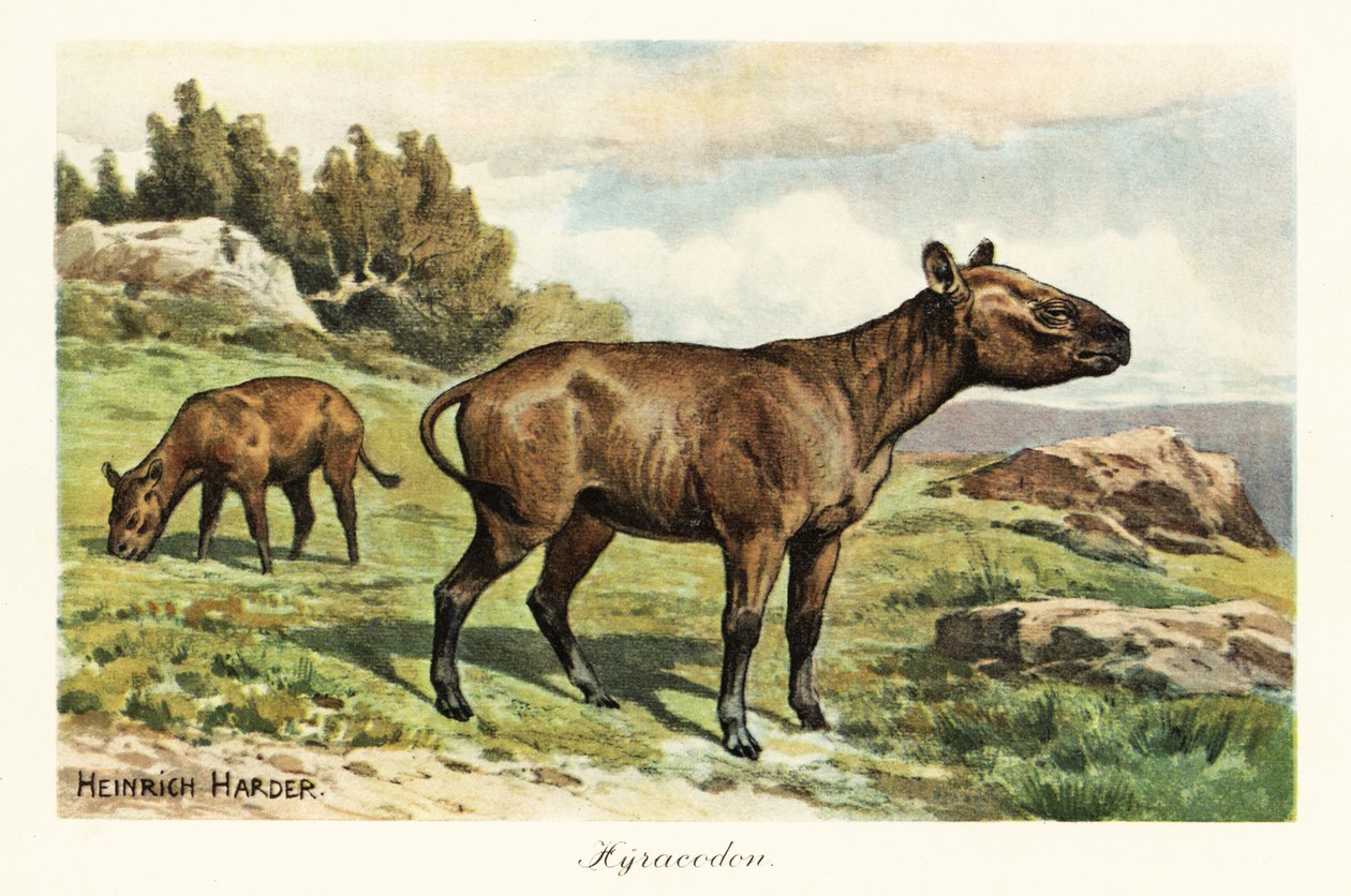 Hyracodon ، جنس منقرض من الثدييات الشبيهة بالمهر ، Oligocene. ، 1908 (طباعة) بواسطة هنري هاردر