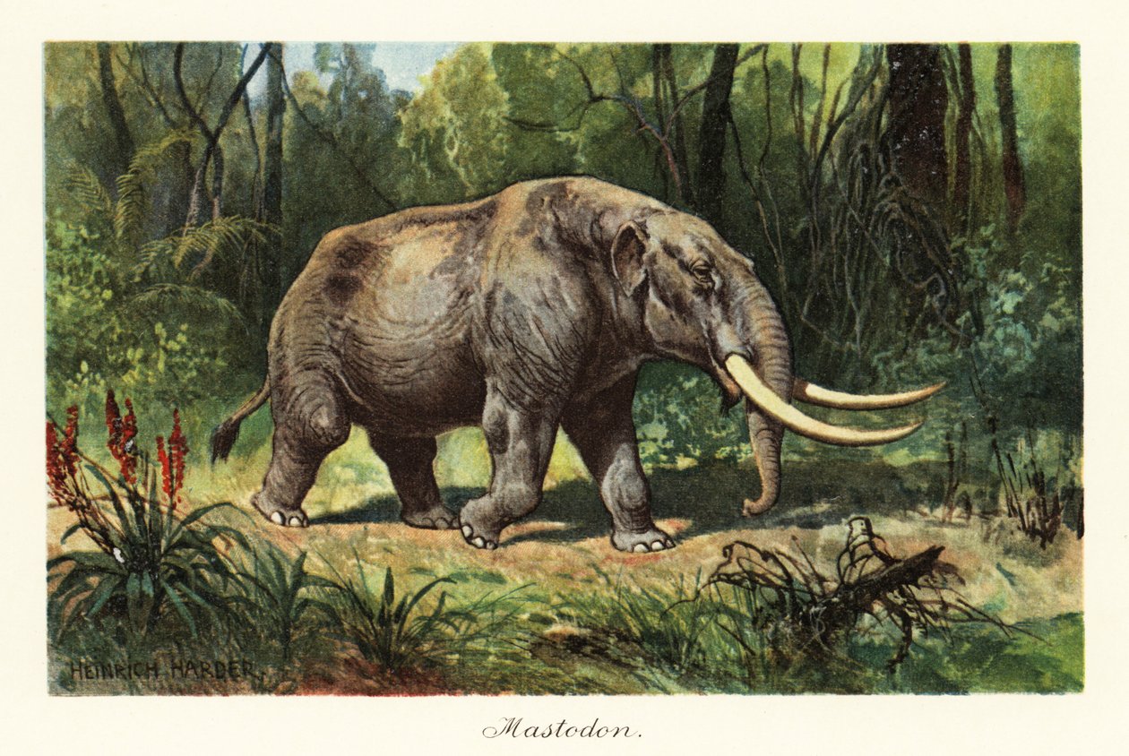 Mastodon من الجنس المنقرض Mammuthus. ، 1908 (طباعة) بواسطة هنري هاردر