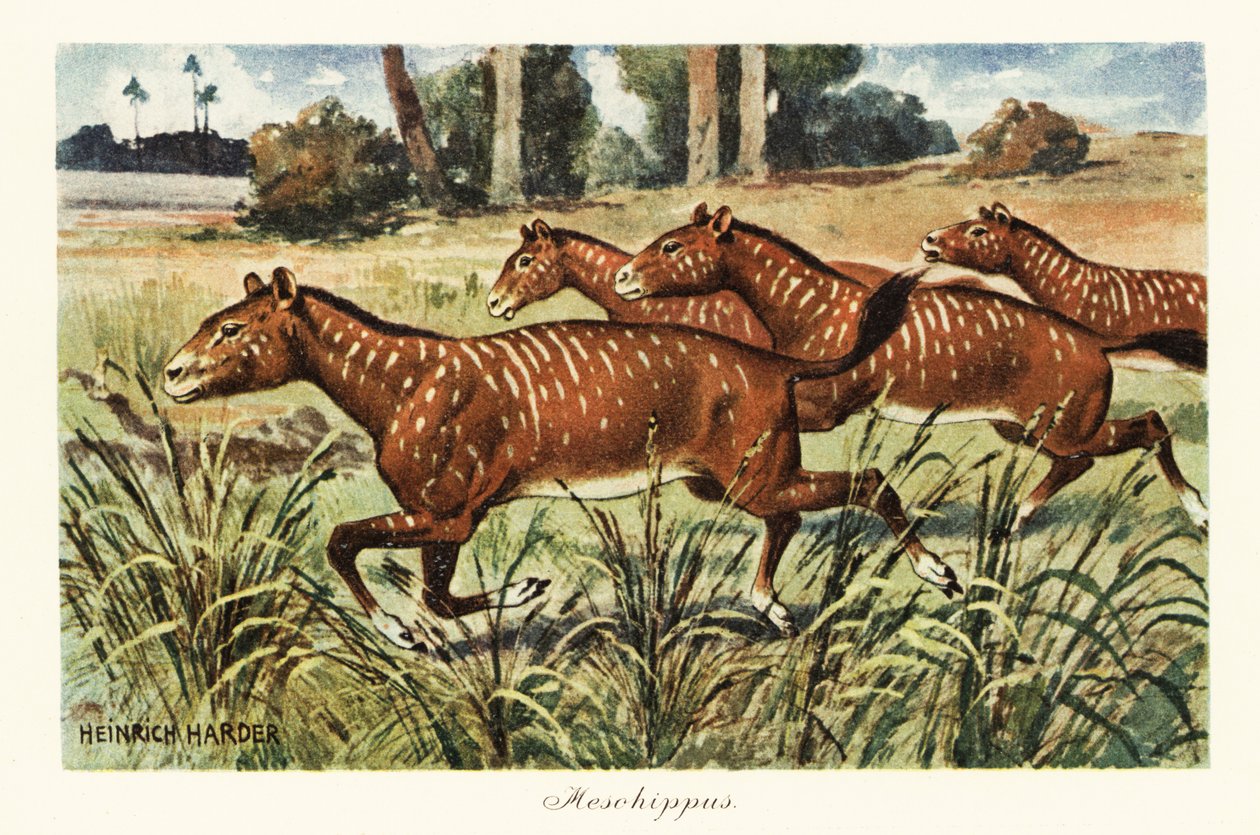 Mesohippus ، جنس منقرض من الحصان المبكر. ، 1908 (طباعة) بواسطة هنري هاردر