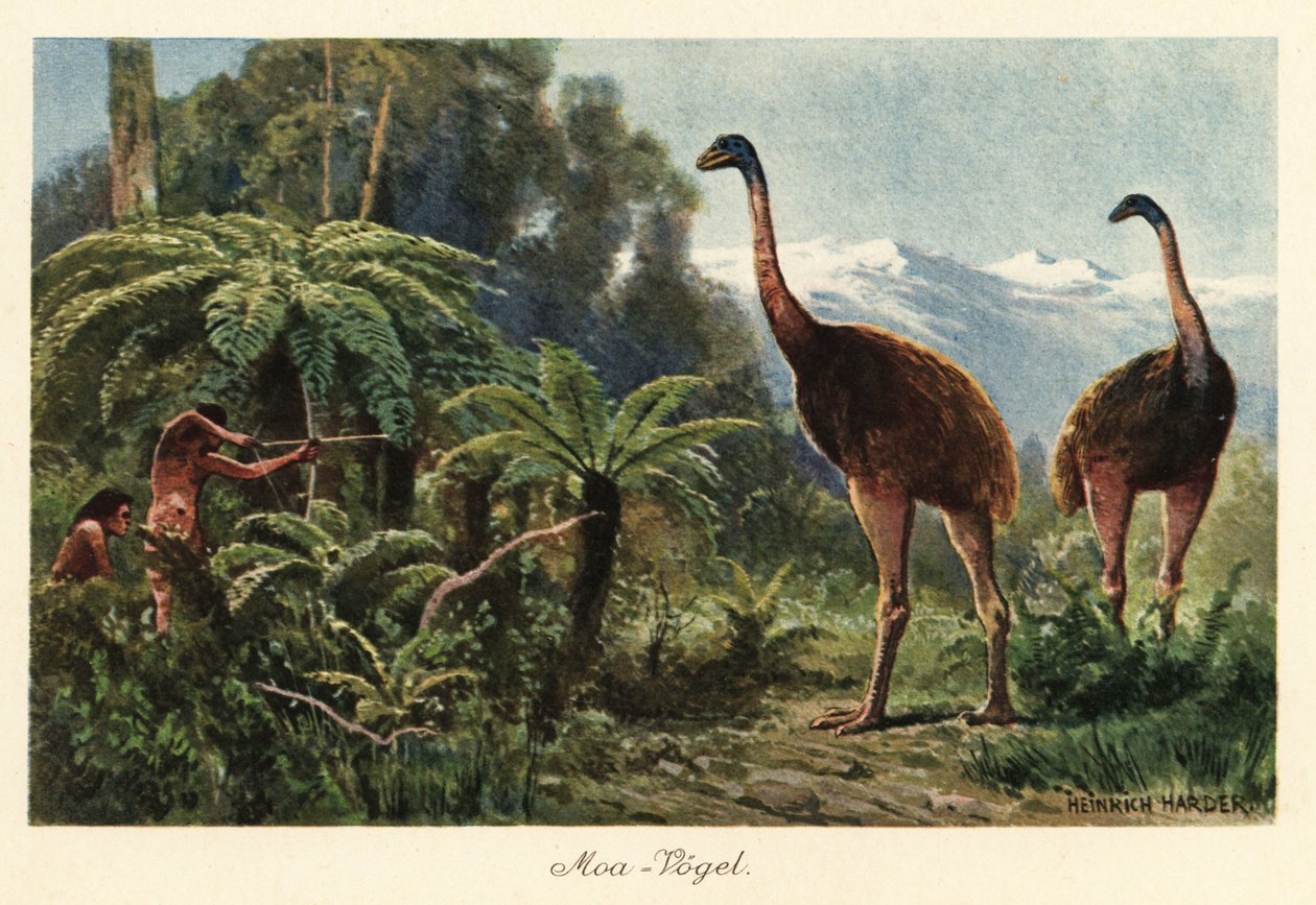 يتم اصطياد طيور الموا من قبل الرجال بالأقواس والسهام. بواسطة هنري هاردر