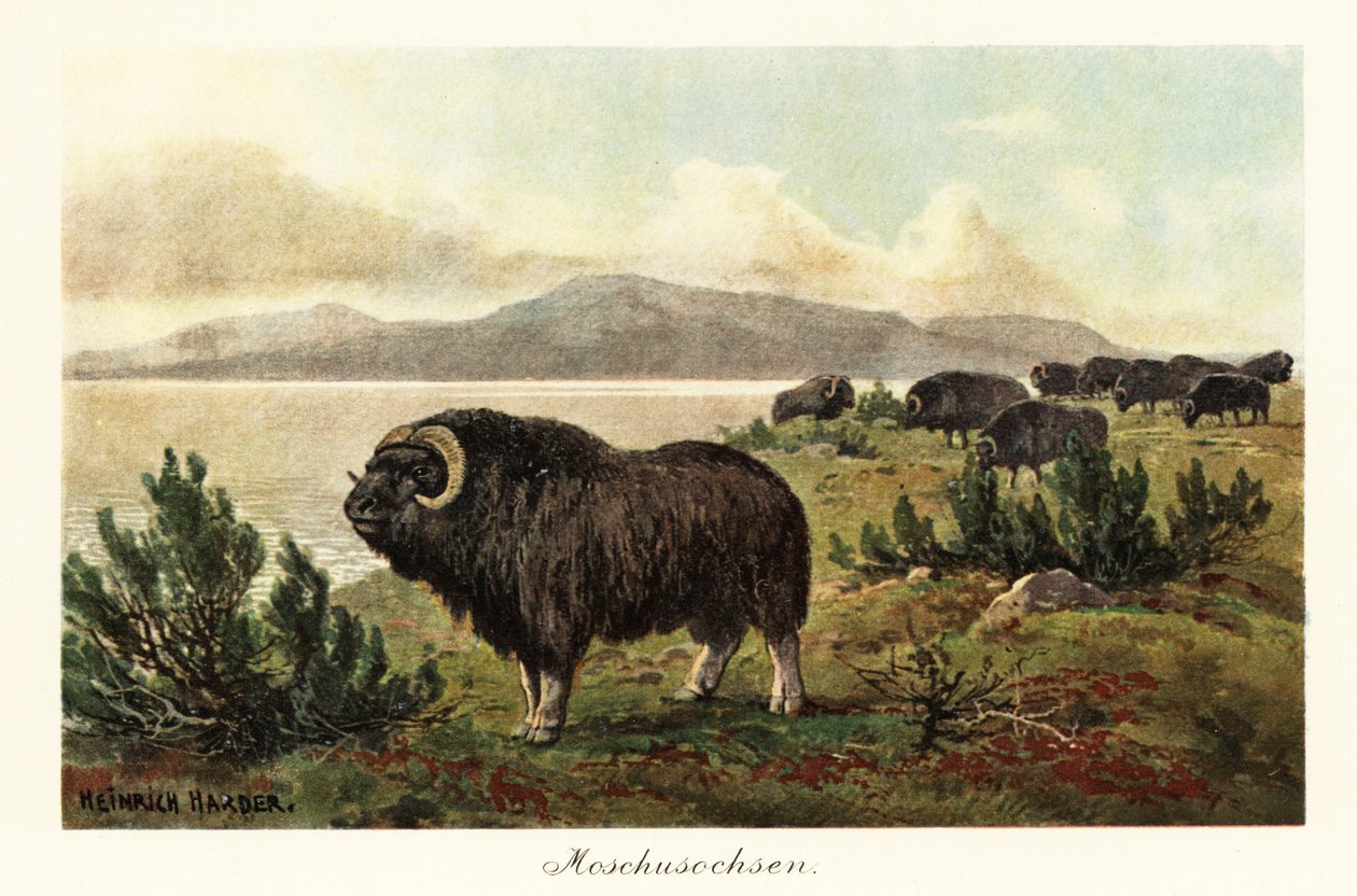 Muskox أو ثور المسك ، Ovibos moschatus. ، 1908 (طباعة) بواسطة هنري هاردر