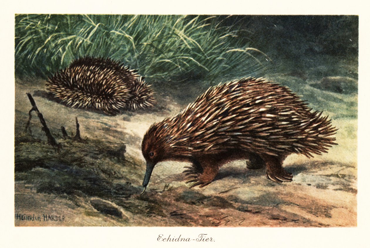 إيكيدنا قصير المنقار ، Tachyglossus aculeatus ، البحث عن الطعام. بواسطة هنري هاردر
