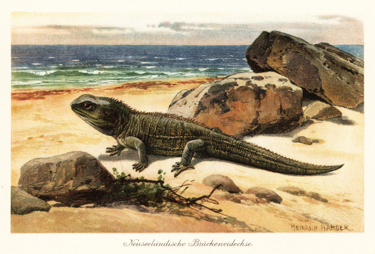 التواتارا الضعيفة، Sphenodon punctatus، على الشاطئ. بواسطة هنري هاردر
