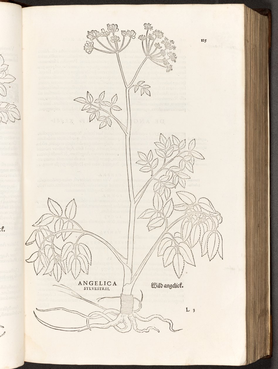 BT3.267.5 p.125 Wild Angelica ، من تاريخ تعليقات النباتات بقلم ليونهارت فوش ، 1542 بواسطة هاينريش وماير ، ألبرت فولمورير