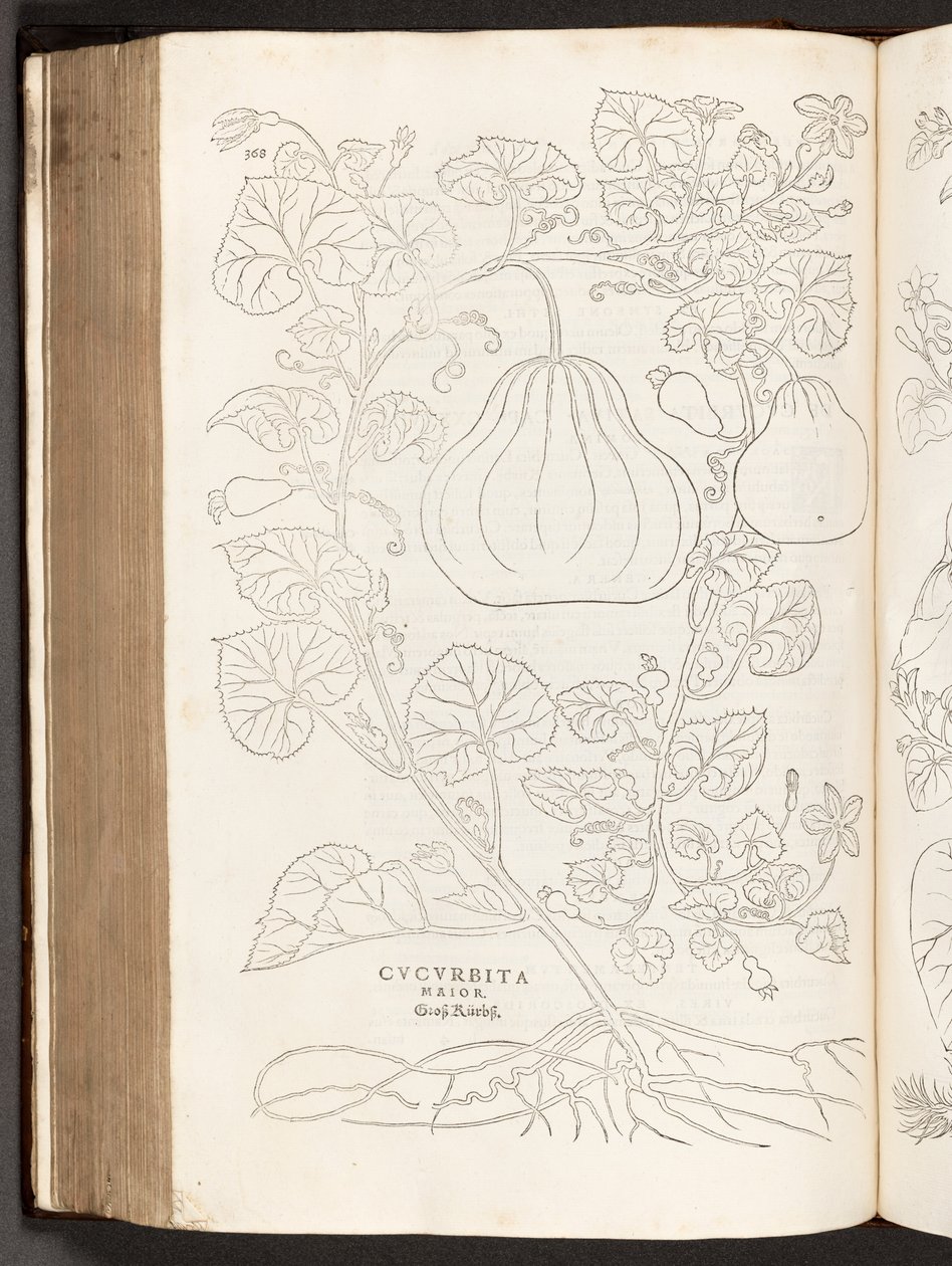 BT3.267.5 ص 368 القرع ، من تاريخ تعليقات النباتات من قبل Leonhart Fuchs البارز ، 1542 بواسطة هاينريش وماير ، ألبرت فولمورير
