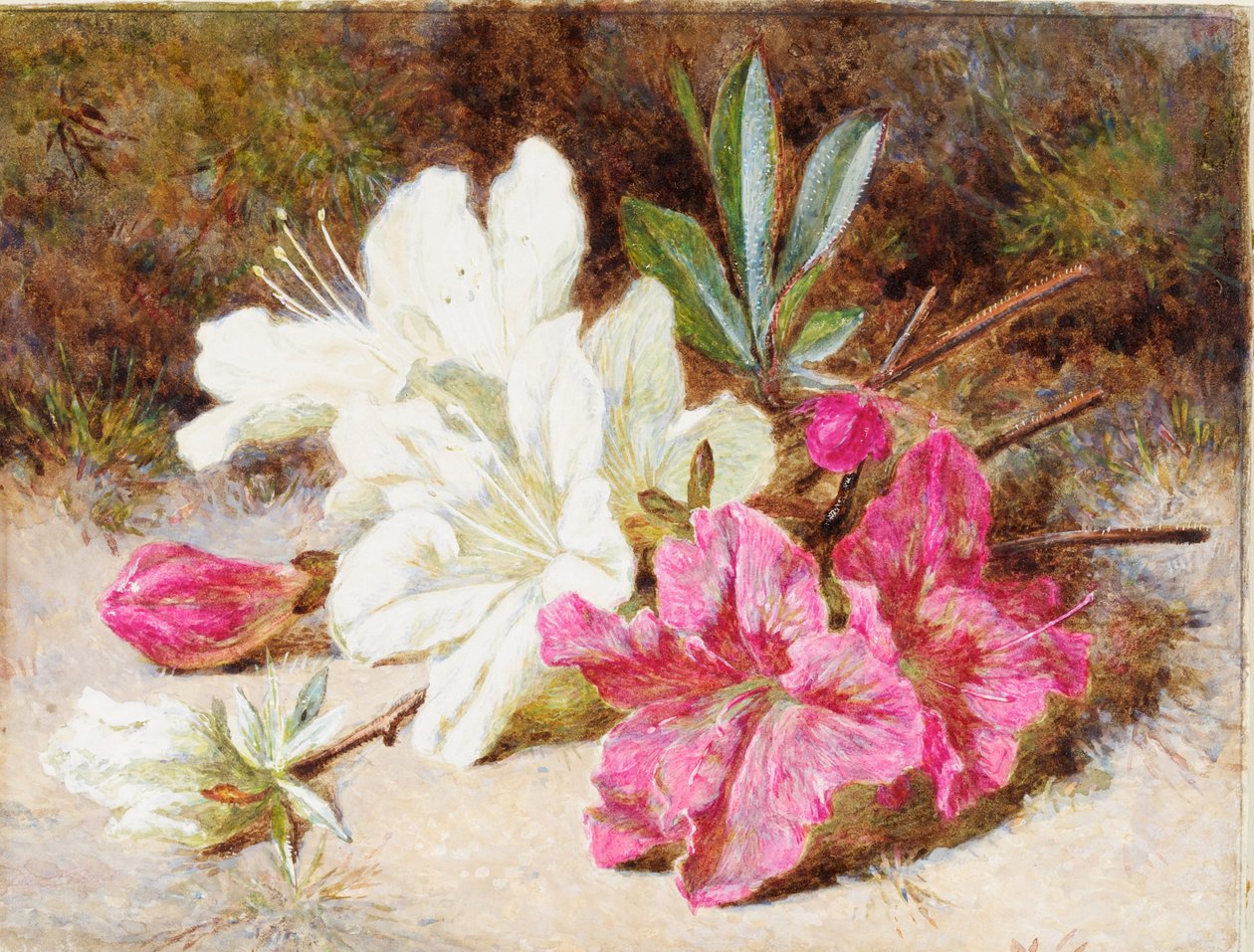 الأزالية بلوم ، c.1865-74 بواسطة هيلين كورديليا كولمان أنجيل