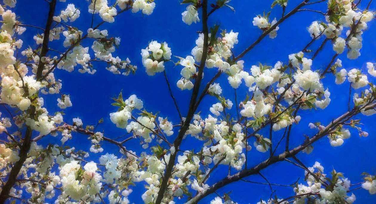 Blossom on Blue ، 2018 ، بواسطة هيلين وايت