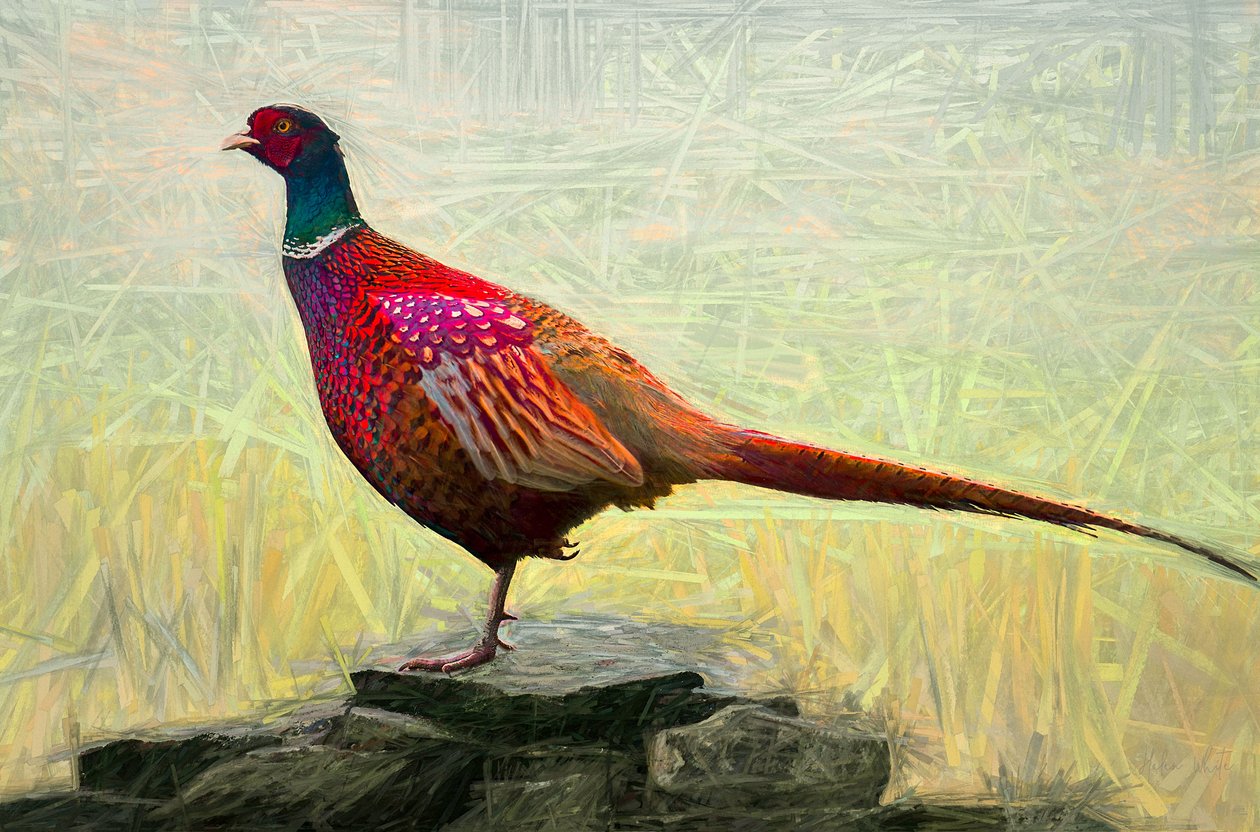 Pleasant Pheasant ، 2018 ، بواسطة هيلين وايت