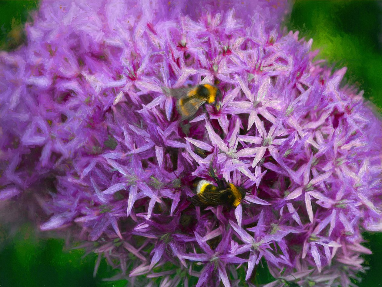 النحل في Aliums ، 2018 بواسطة هيلين وايت