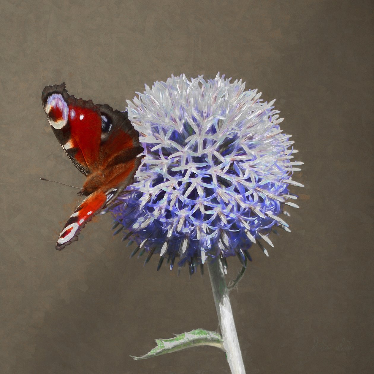 الطاووس على Blue Thistle ، 2018 بواسطة هيلين وايت