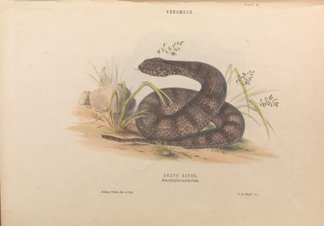 مبيد الموت ، Acanthophis أنتاركتيكا بواسطة هيلينا فورد