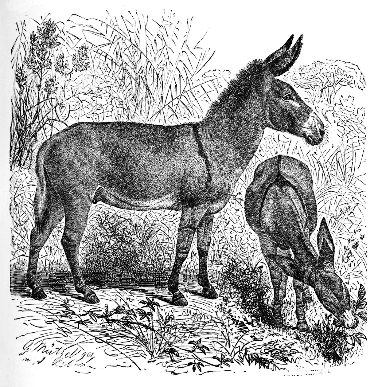 الحمار البري الأفريقي ، c1900 بواسطة هيلينا ج. ماغواير