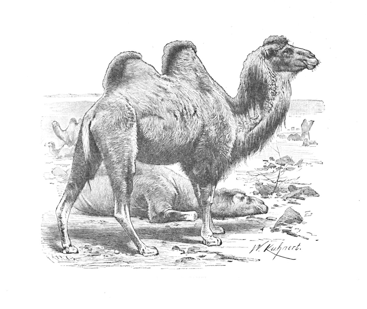 جمل باكتريان ، c1900 بواسطة هيلينا ج. ماغواير