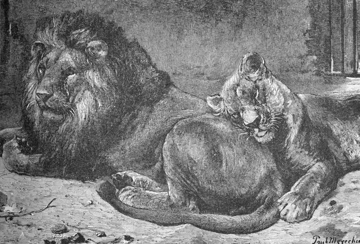 الأسد واللبوة ، c1900 بواسطة هيلينا ج. ماغواير