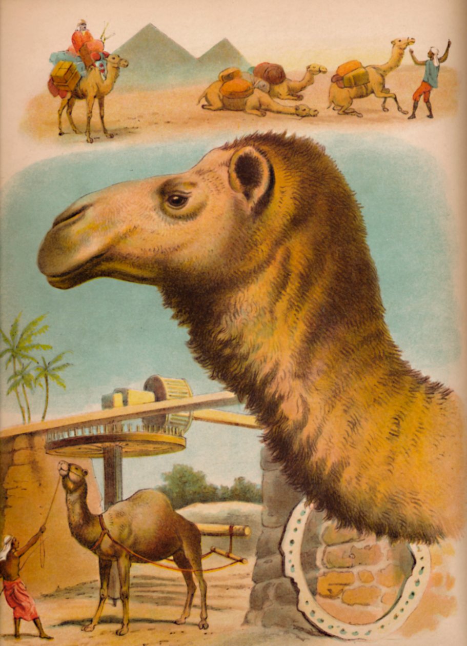 الجمل ، ج 1900 بواسطة هيلينا ج. ماغواير