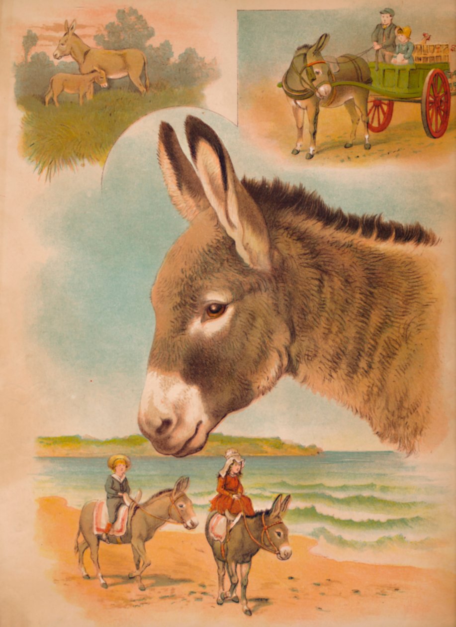 الحمار ، c1900 بواسطة هيلينا ج. ماغواير