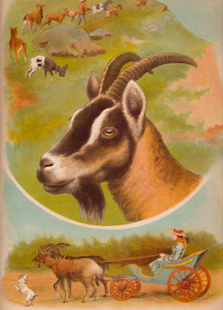 الماعز ، c1900 بواسطة هيلينا ج. ماغواير