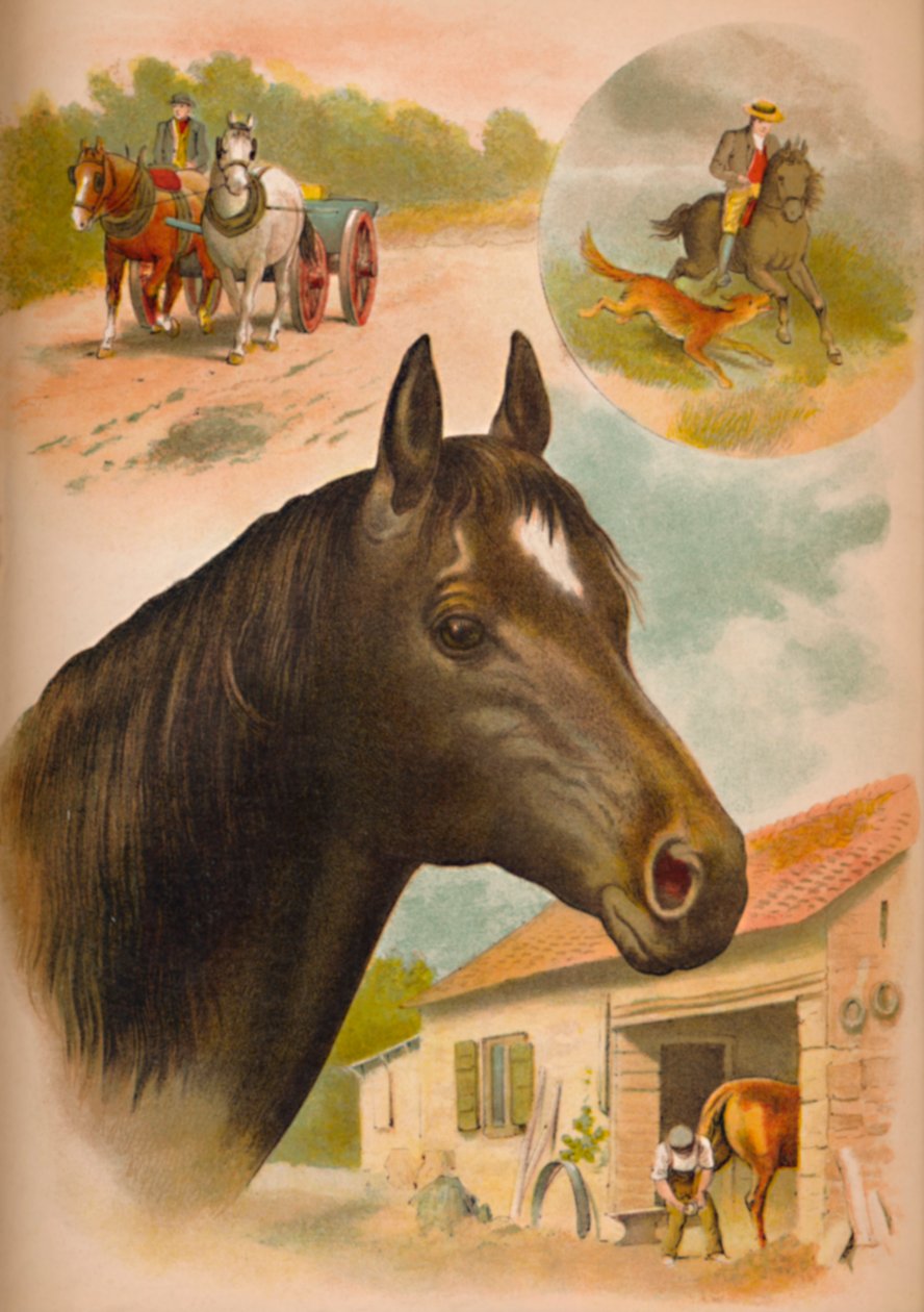 الحصان ، c1900 بواسطة هيلينا ج. ماغواير