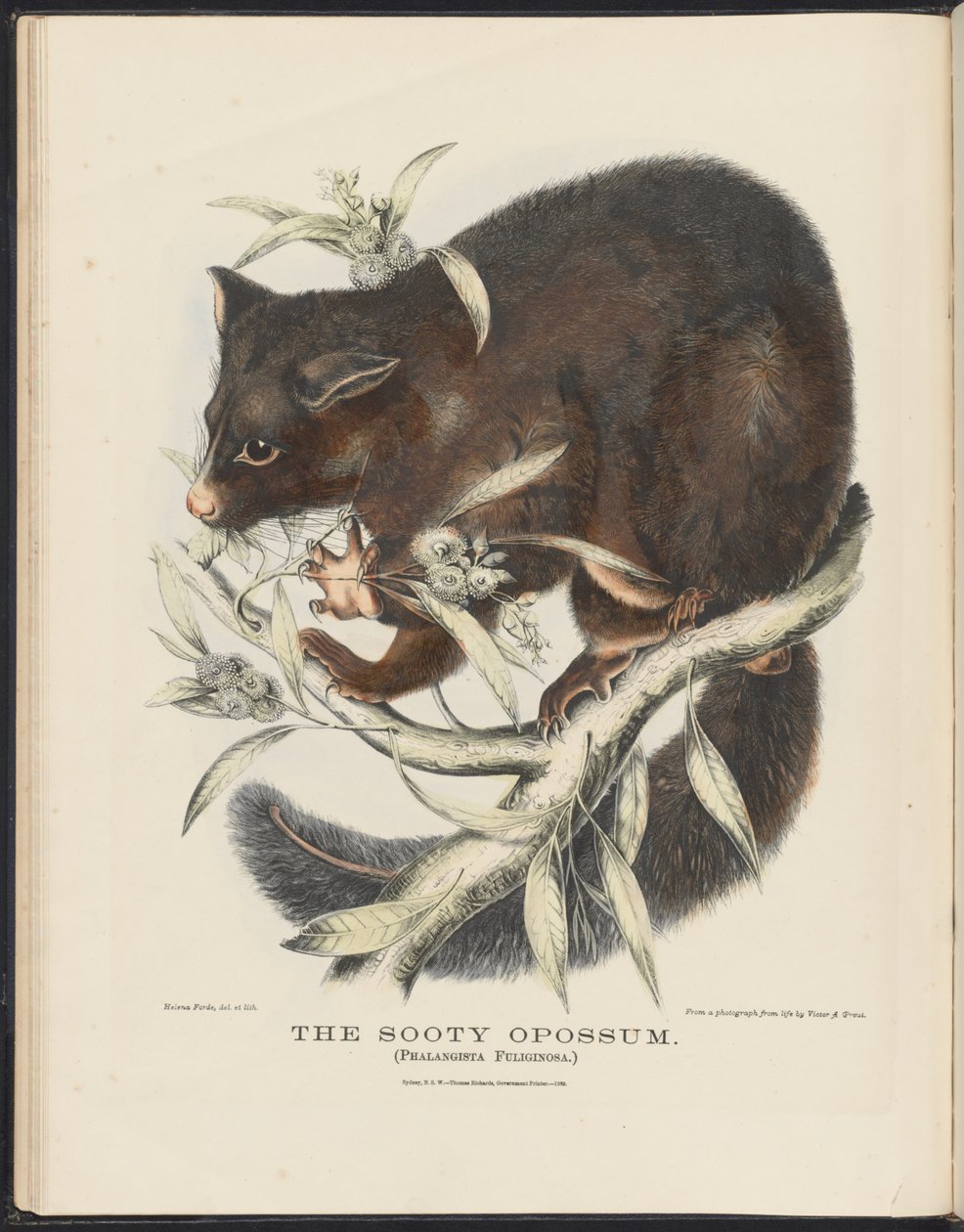 ثدييات أستراليا (كريفت) Nla.obj-33627803-10 The Sooty Opossum بواسطة هيلينا سكوت