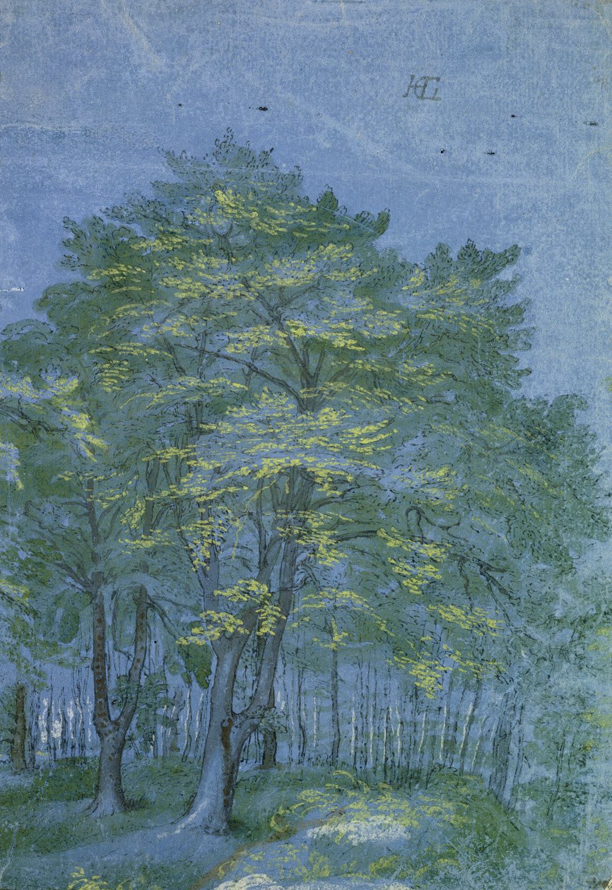 مجموعة أشجار في خشب ، c.1600 (قلم وحبر وغسل على الورق) بواسطة هندريك جولتزيوس