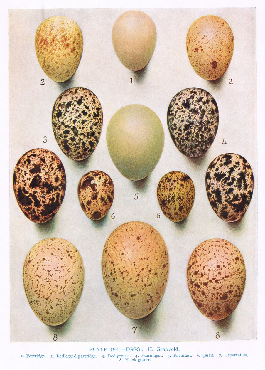 البيض: Curlew: Great Bustard: etc ، رسم توضيحي من فيلم "Birds Birds" البريطاني بواسطة Kirkman und Jourdain ، 1966 بواسطة هندريك جرونفولد