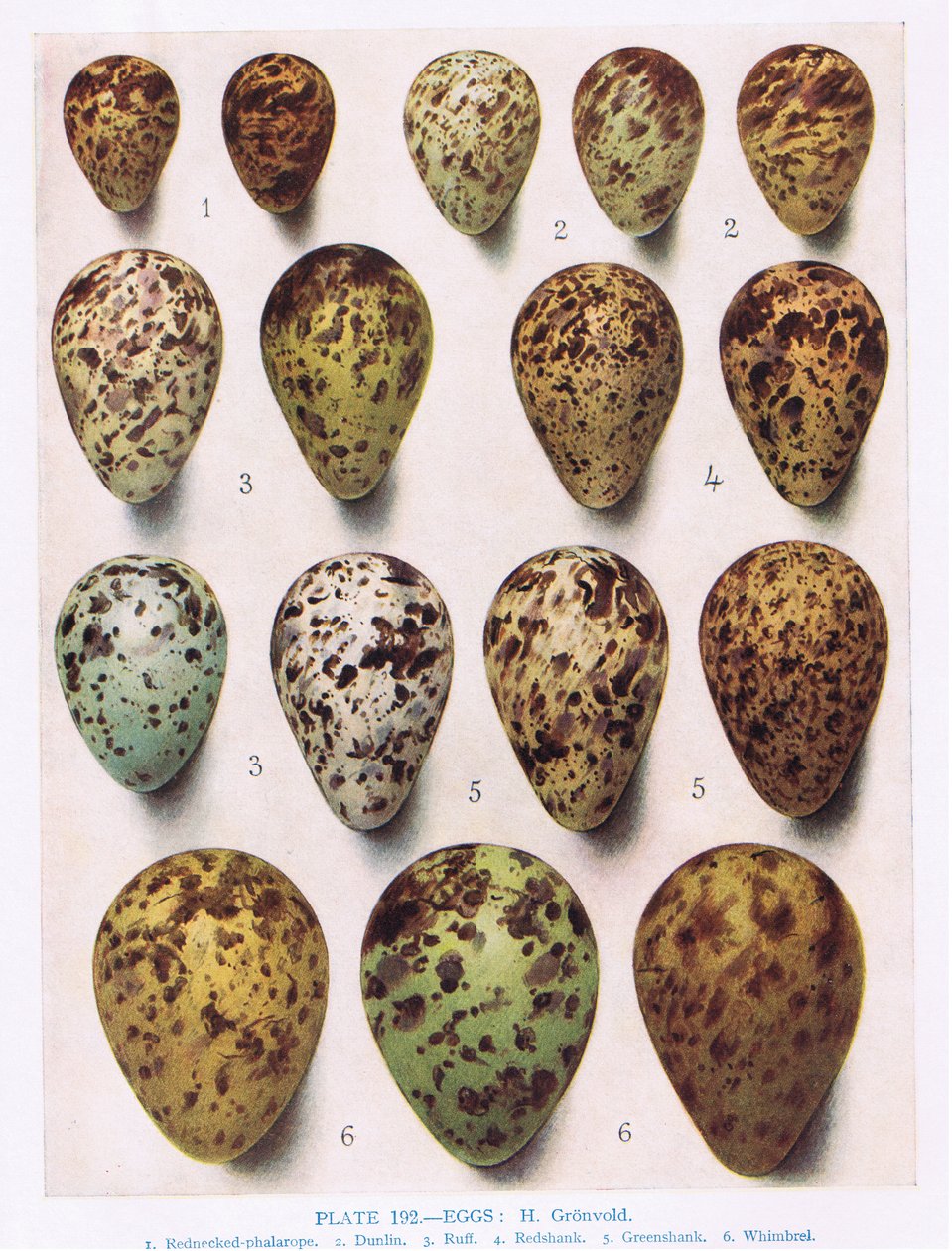 البيض: Dotterell: Common Sandpiper: etc ، رسم توضيحي من "الطيور البريطانية" رسمه كيركمان وجوردان ، 1966 بواسطة هندريك جرونفولد
