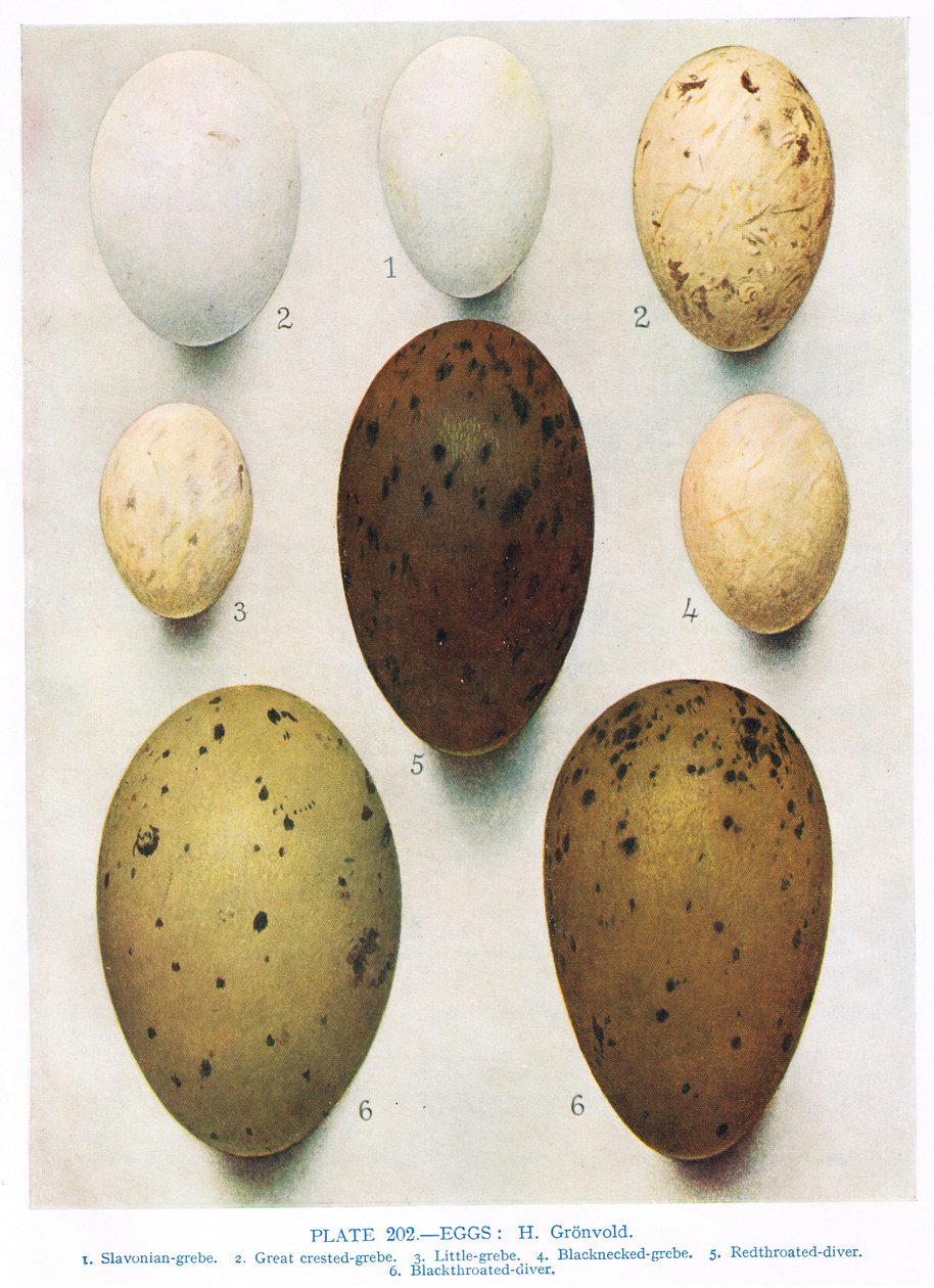 البيض: شاك: الغاق: إلخ ، رسم توضيحي من "الطيور البريطانية" بقلم كيركمان وجوردان ، 1966 بواسطة هندريك جرونفولد