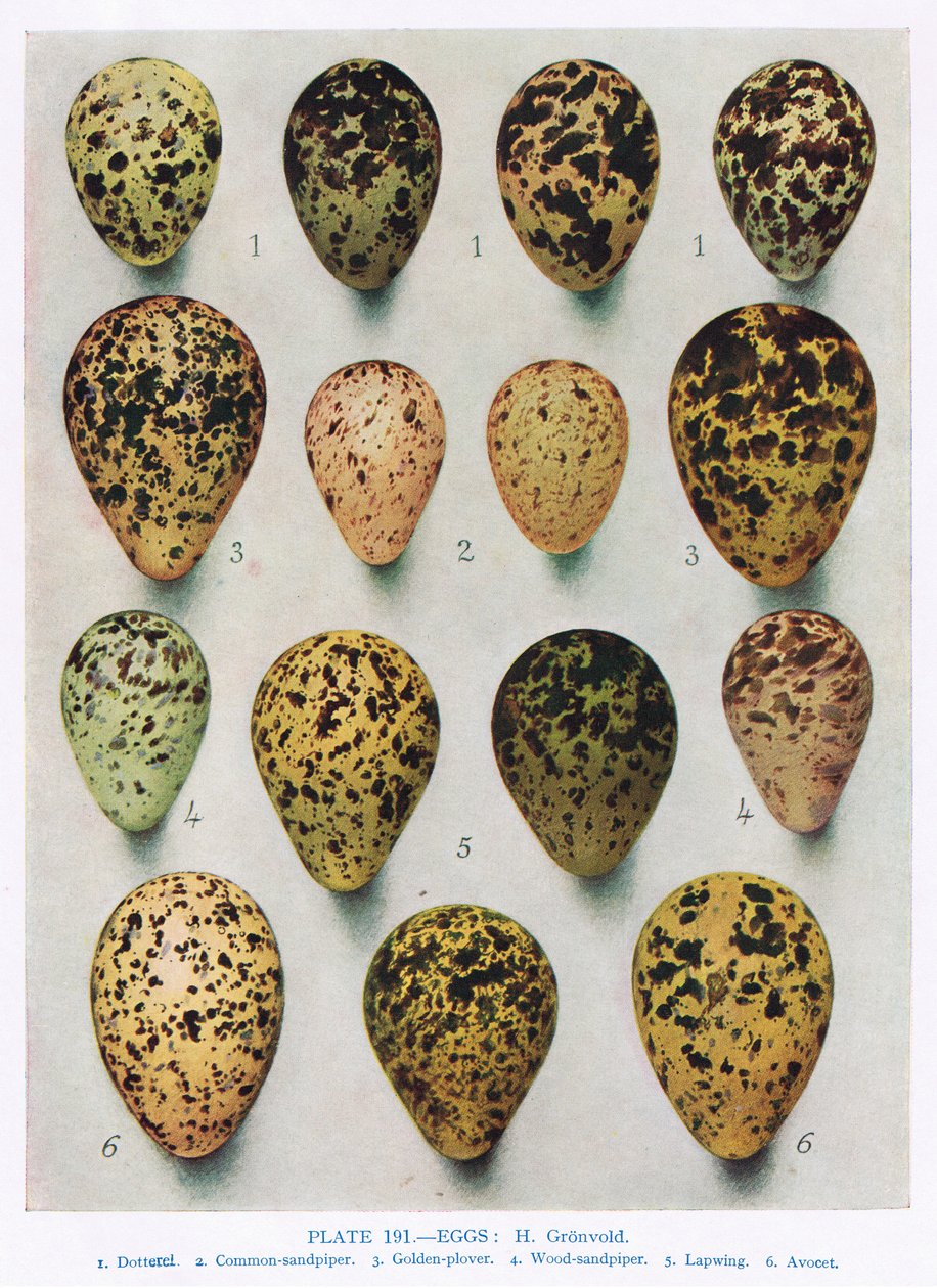 البيض: Woodcock: Snipe: etc ، رسم توضيحي من "Birds Birds" البريطاني بواسطة Kirkman und Jourdain ، 1966 بواسطة هندريك جرونفولد