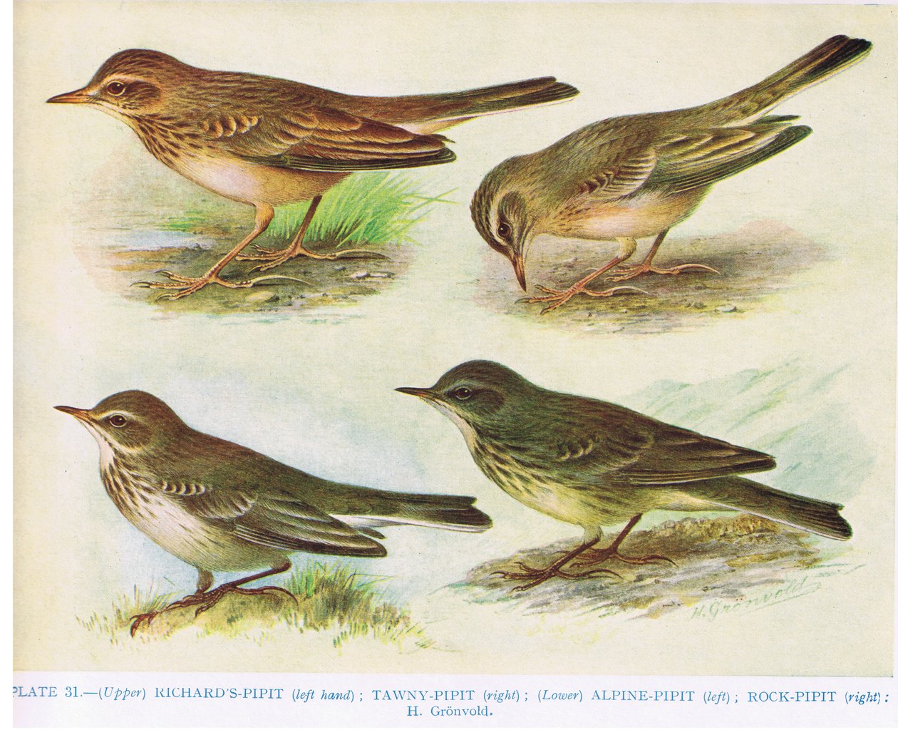 Richard&39;s-pipit و Tawny-Pipit و Alpine-pipit و Rock-pipit ، رسم توضيحي من "الطيور البريطانية" رسمها Kirkman und Jourdain ، 1966 بواسطة هندريك جرونفولد