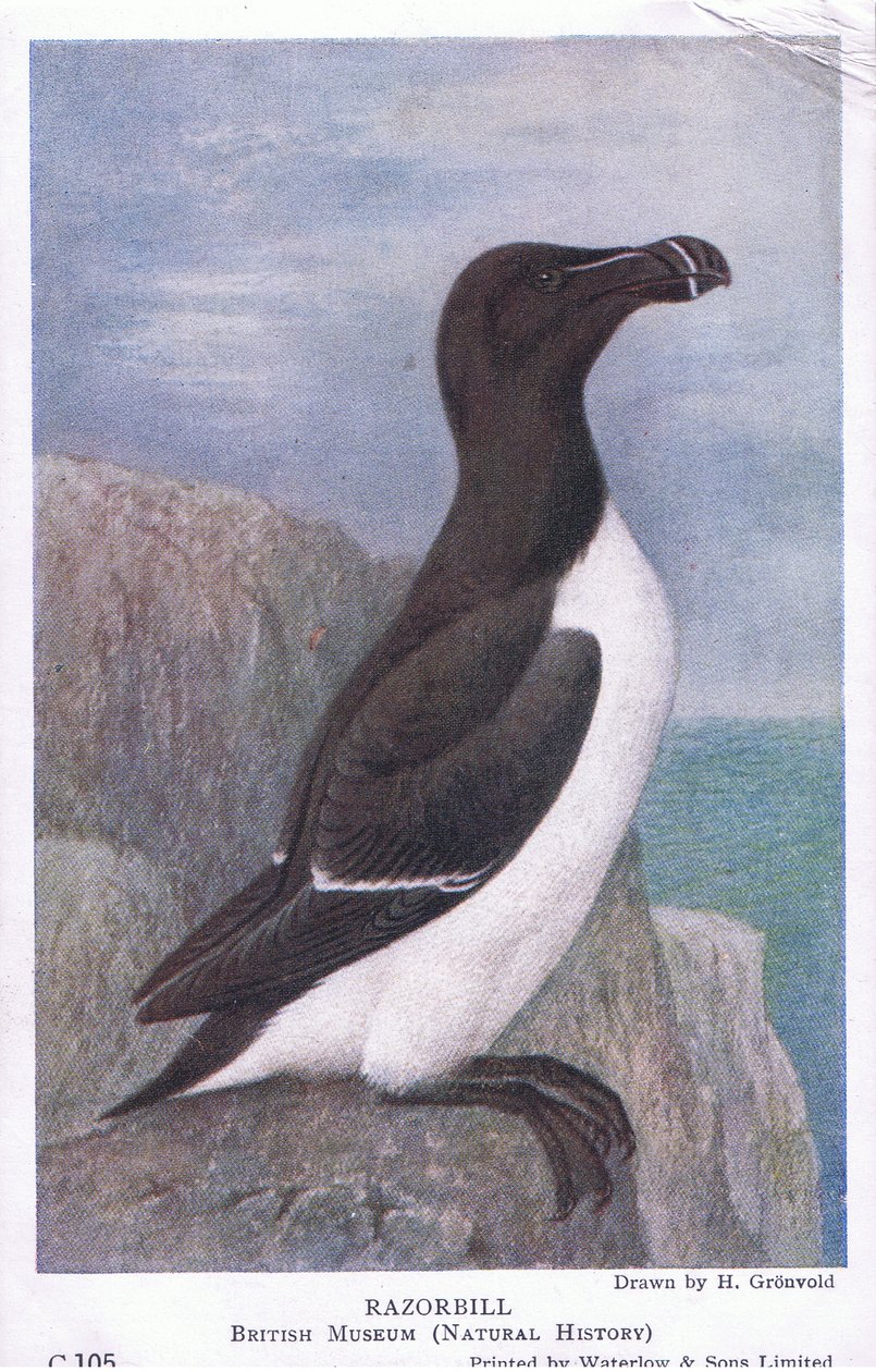Razorbill ، بطاقات بريدية ، 1930s بواسطة هندريك جرونفولد