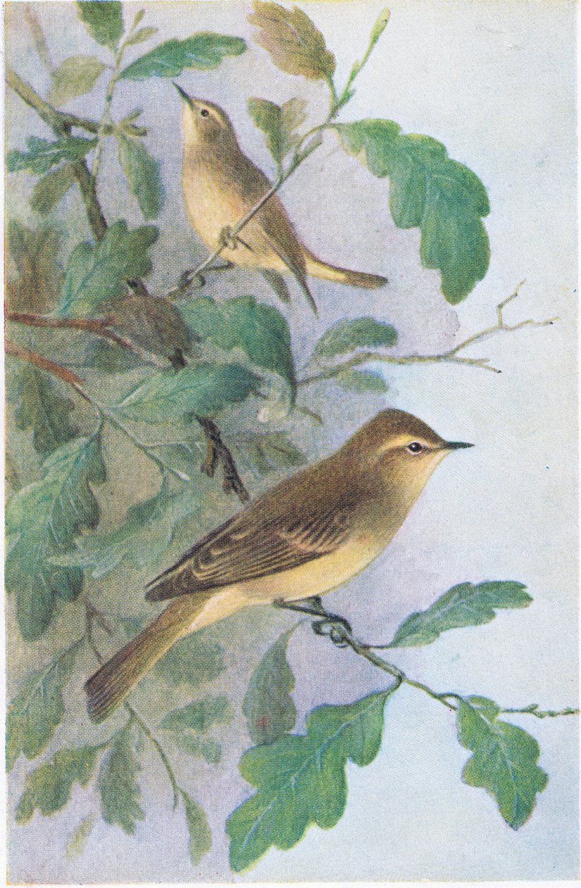 Willow Warbler ، بطاقات بريدية ، 1930s بواسطة هندريك جرونفولد