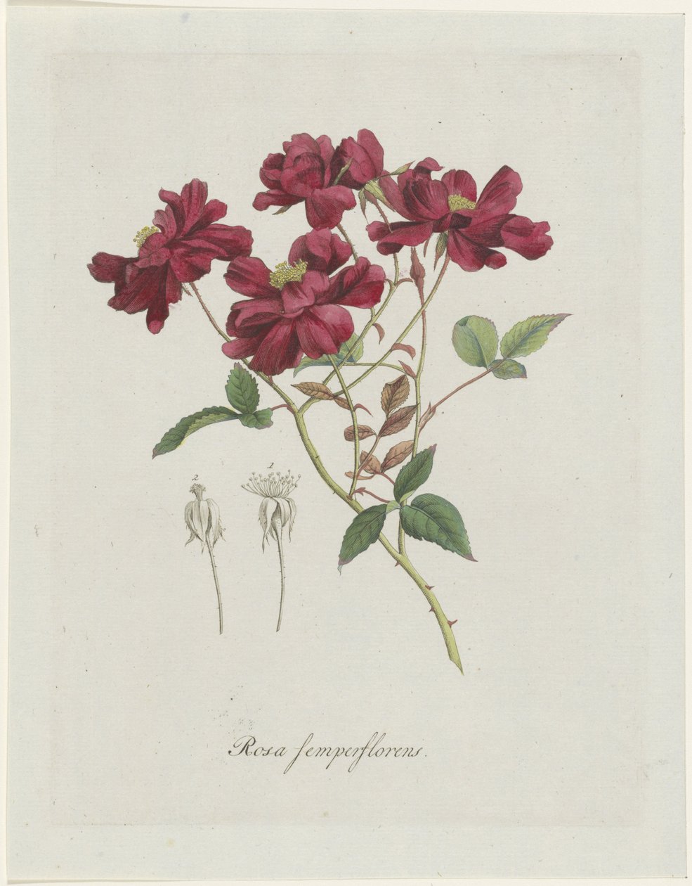 الروس الصيني (Rosa chinensis Jacq.) روزا سيمبيرفلورين (العنوان على الكائن) بواسطة هنريك شويجمان