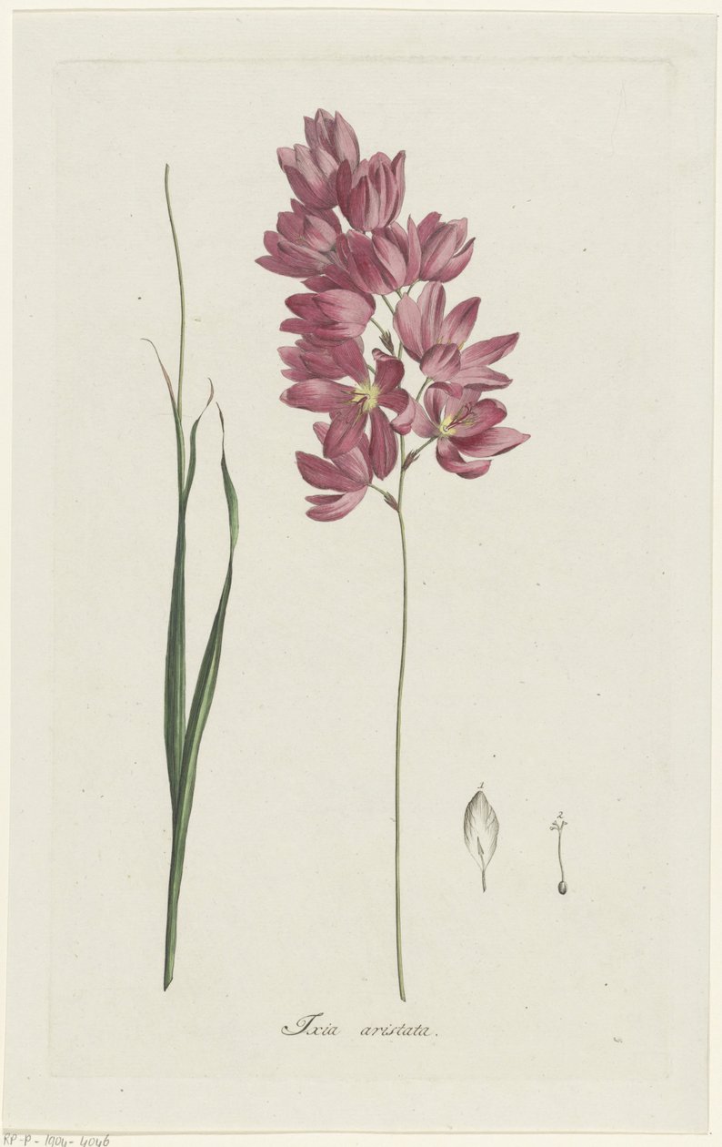 Ixia patens الجد Ixia aristata (العنوان على الكائن) بواسطة هنريك شويجمان
