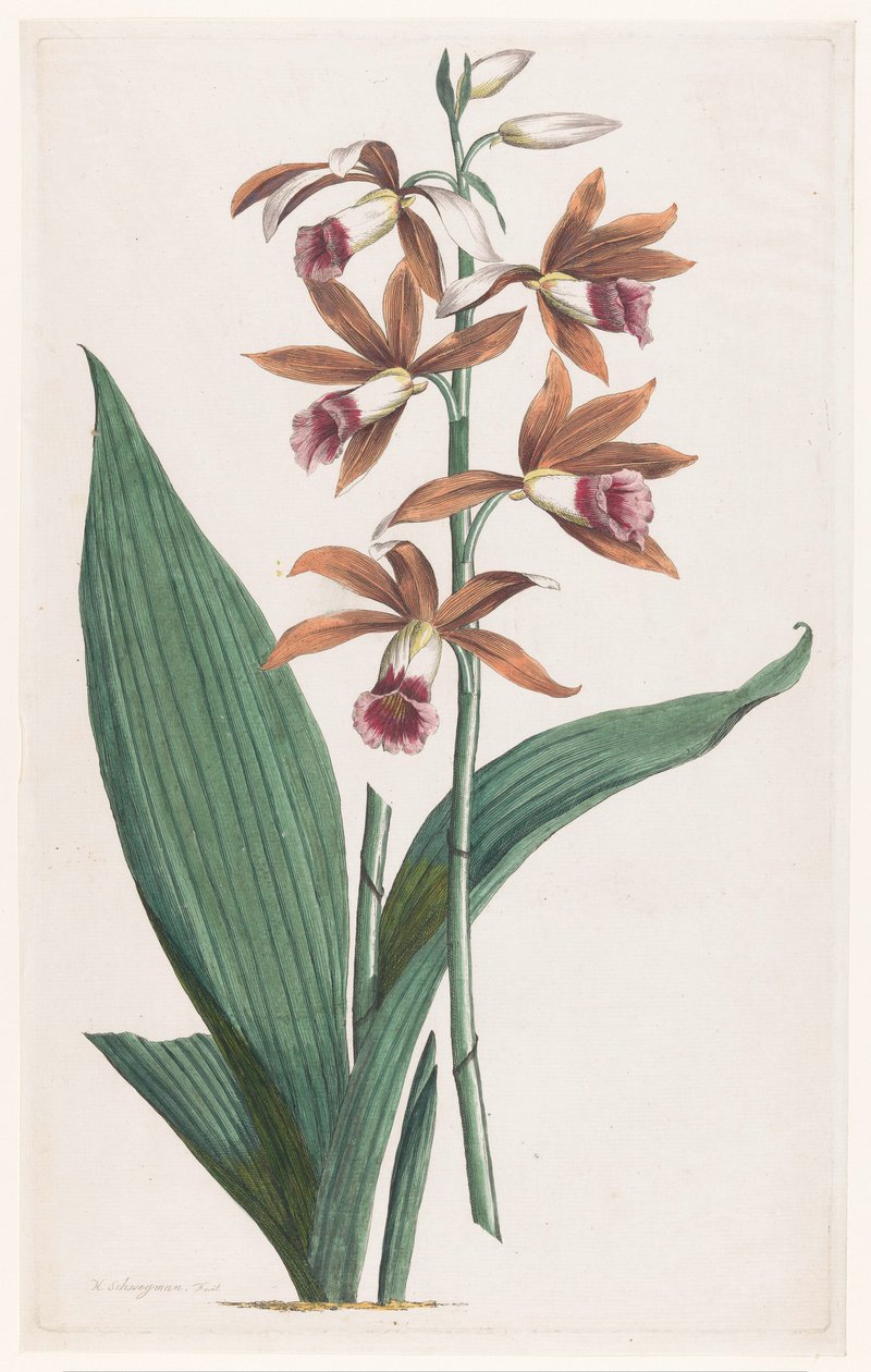 Moerasorchidee Limodorum Tankervilliae (العنوان على الكائن) بواسطة هنريك شويجمان