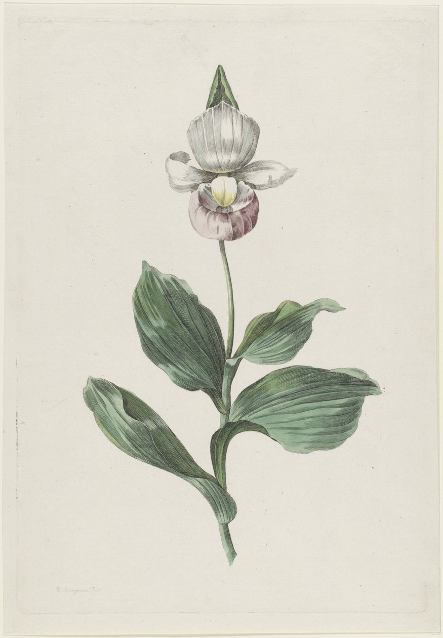 ليديز سليبر أوركيد (Cypripedium reginae Walter) بواسطة هنريك شويجمان