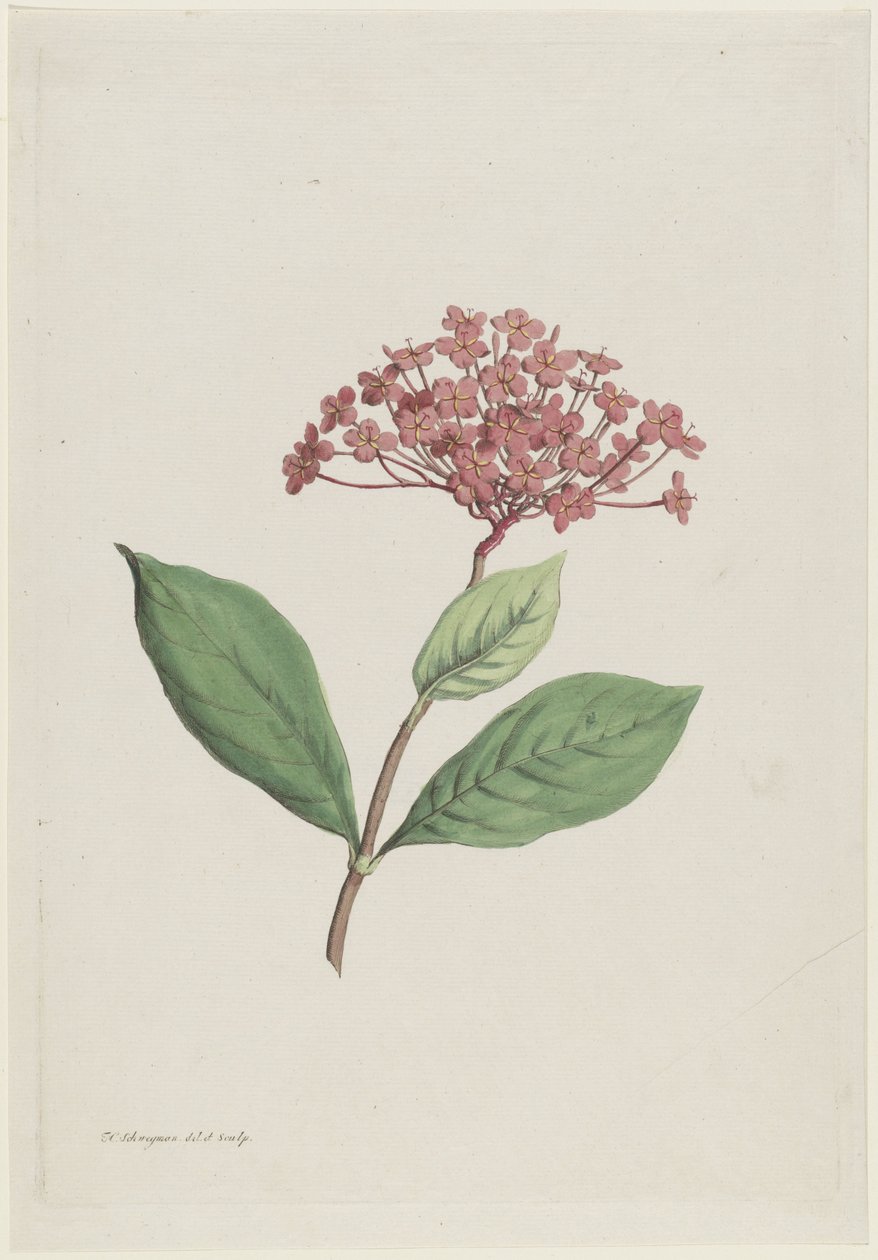 كرز الطاووس (Ixora coccinea) بواسطة هنريك شويجمان