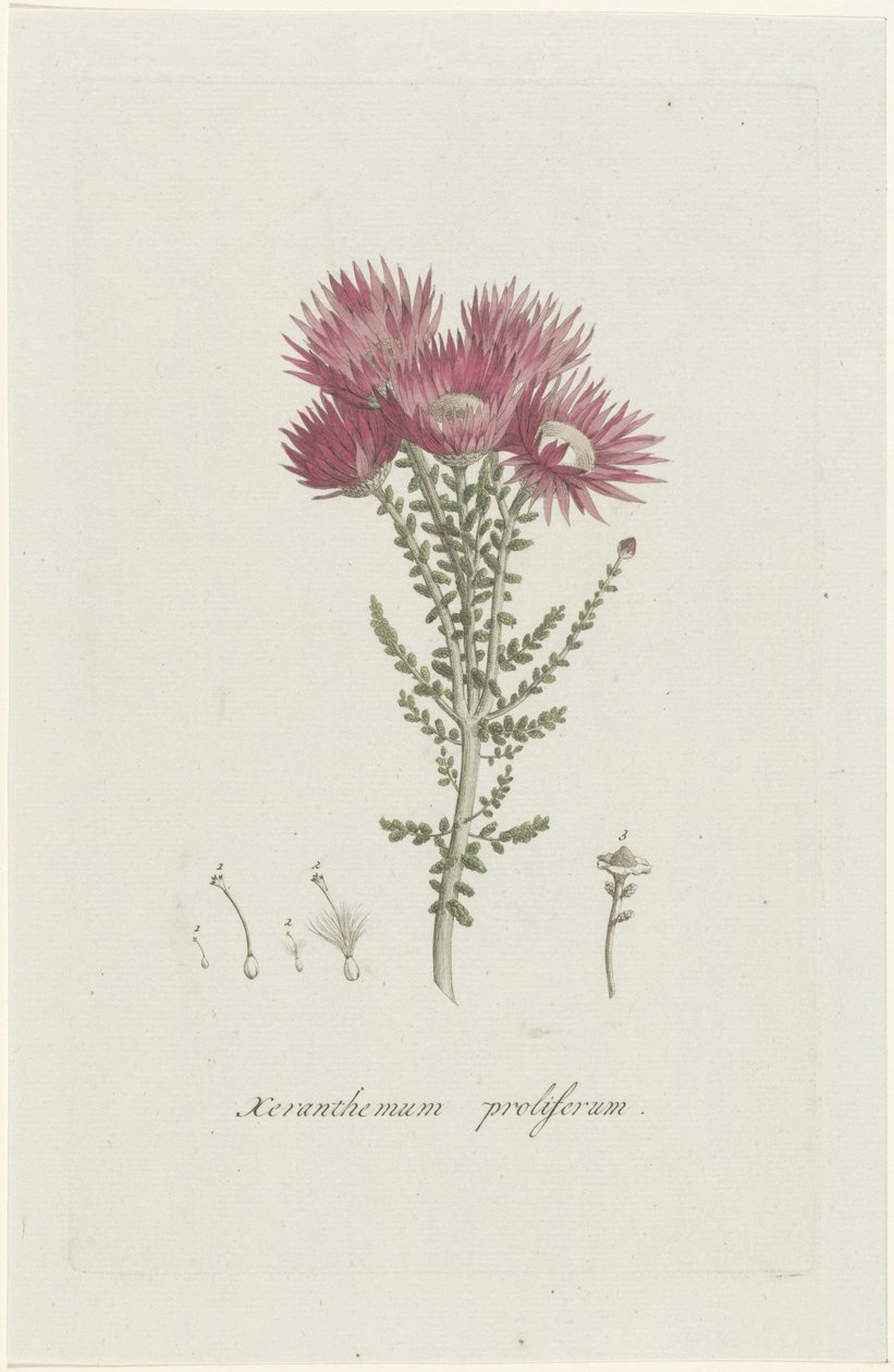 تكاثر الفطريات Xeranthemum proliferum (العنوان على الكائن) بواسطة هنريك شويجمان