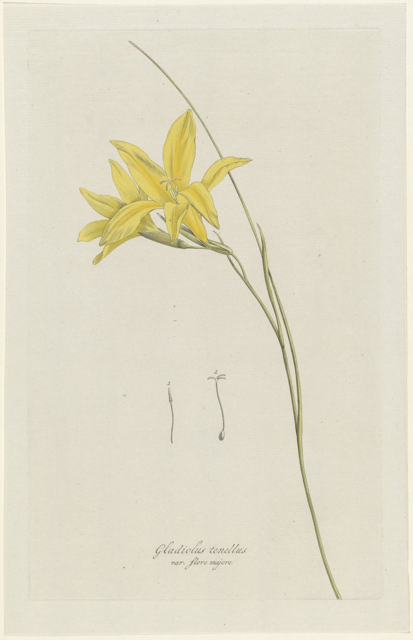 زنبق السيف (Gladiolus carinatus Aiton) Gladiolus tenellus var. فلور مايور (العنوان على الكائن) بواسطة هنريك شويجمان