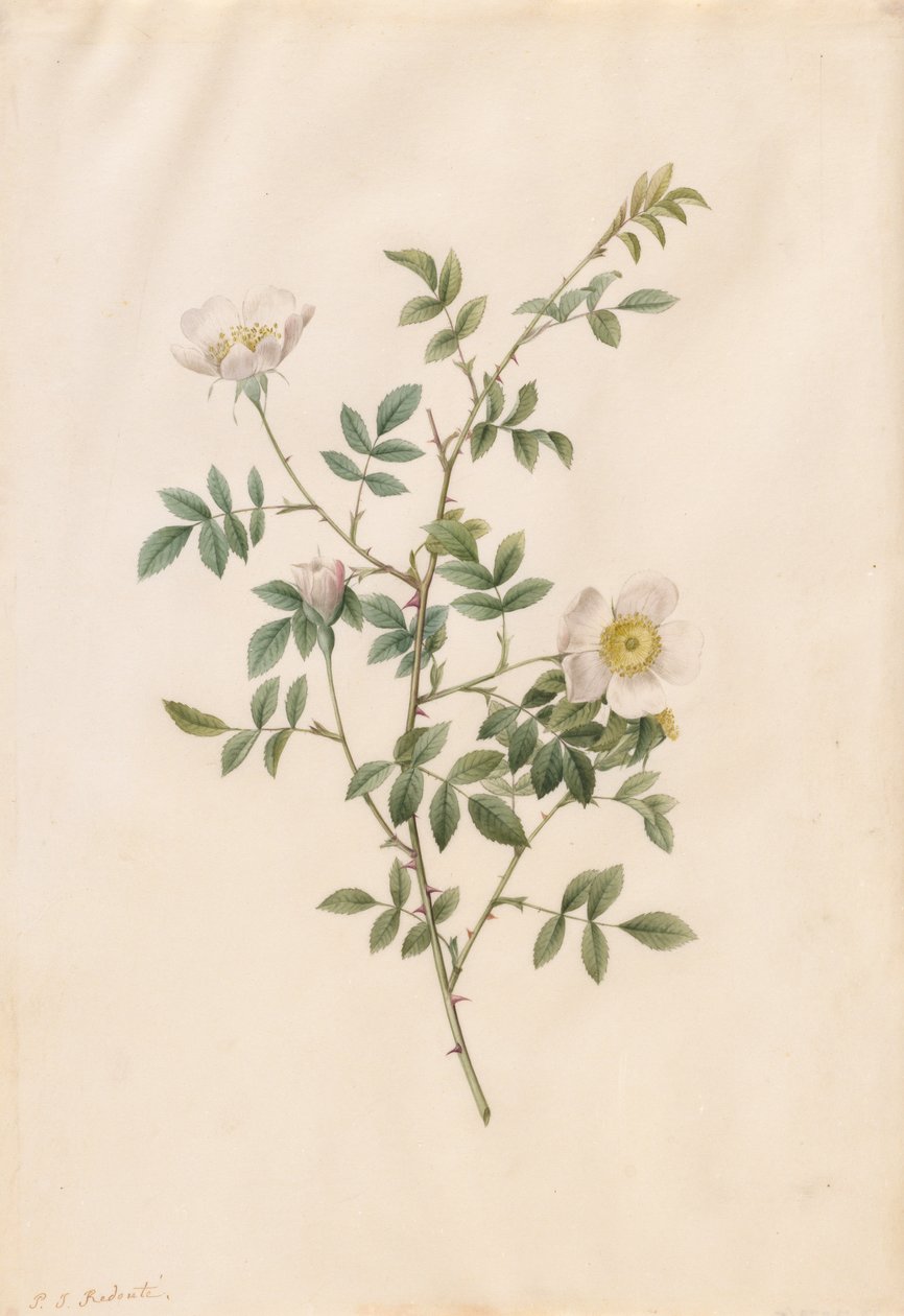 Brier Bush Rose أو Dog Rose Rosa Sepium Rosea ، 1817-1824. بواسطة بيير جوزيف ريدوت
