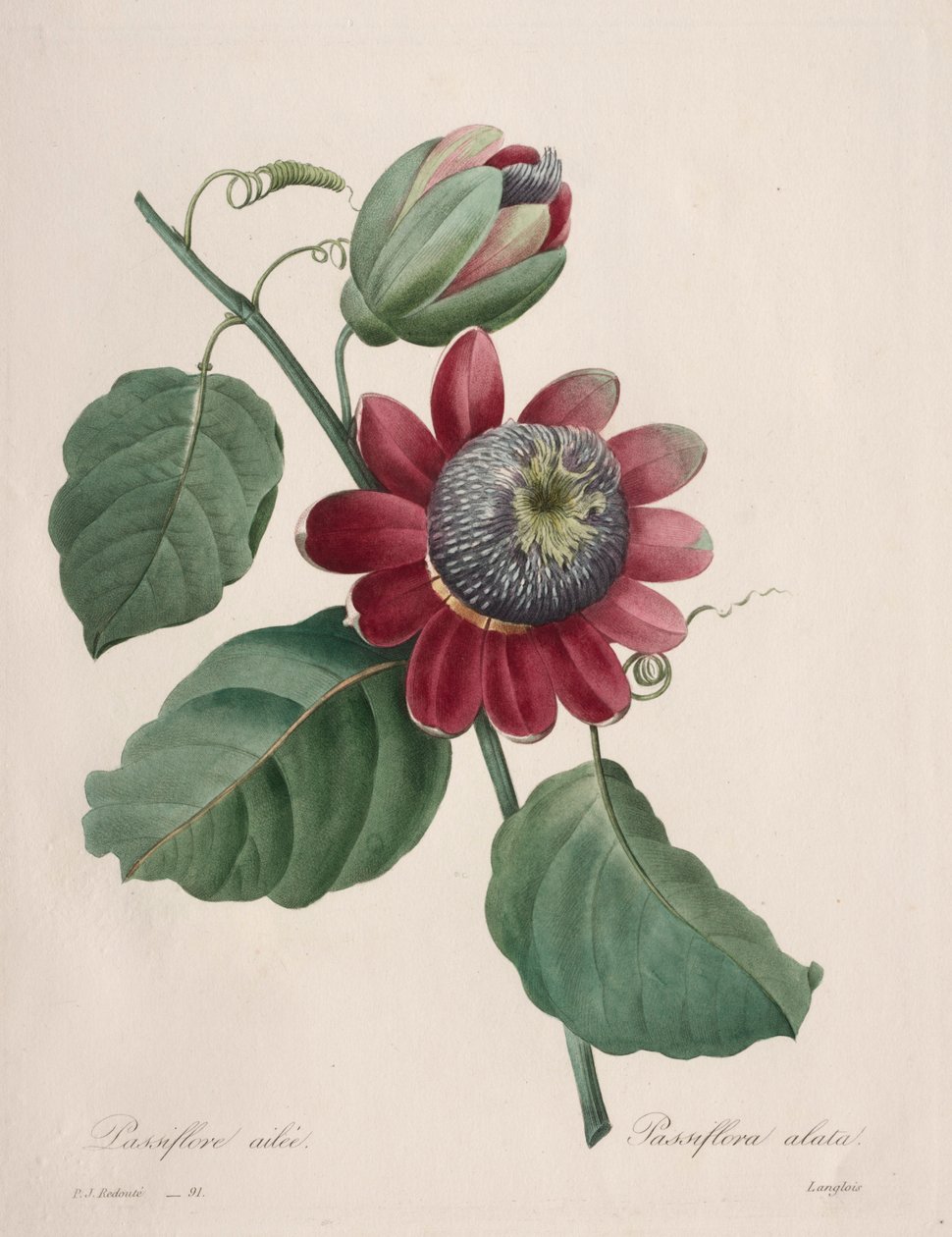 اختيار أجمل الزهور ... أجمل الفاكهة: Passiflore ailee، 1827. بواسطة بيير جوزيف ريدوت