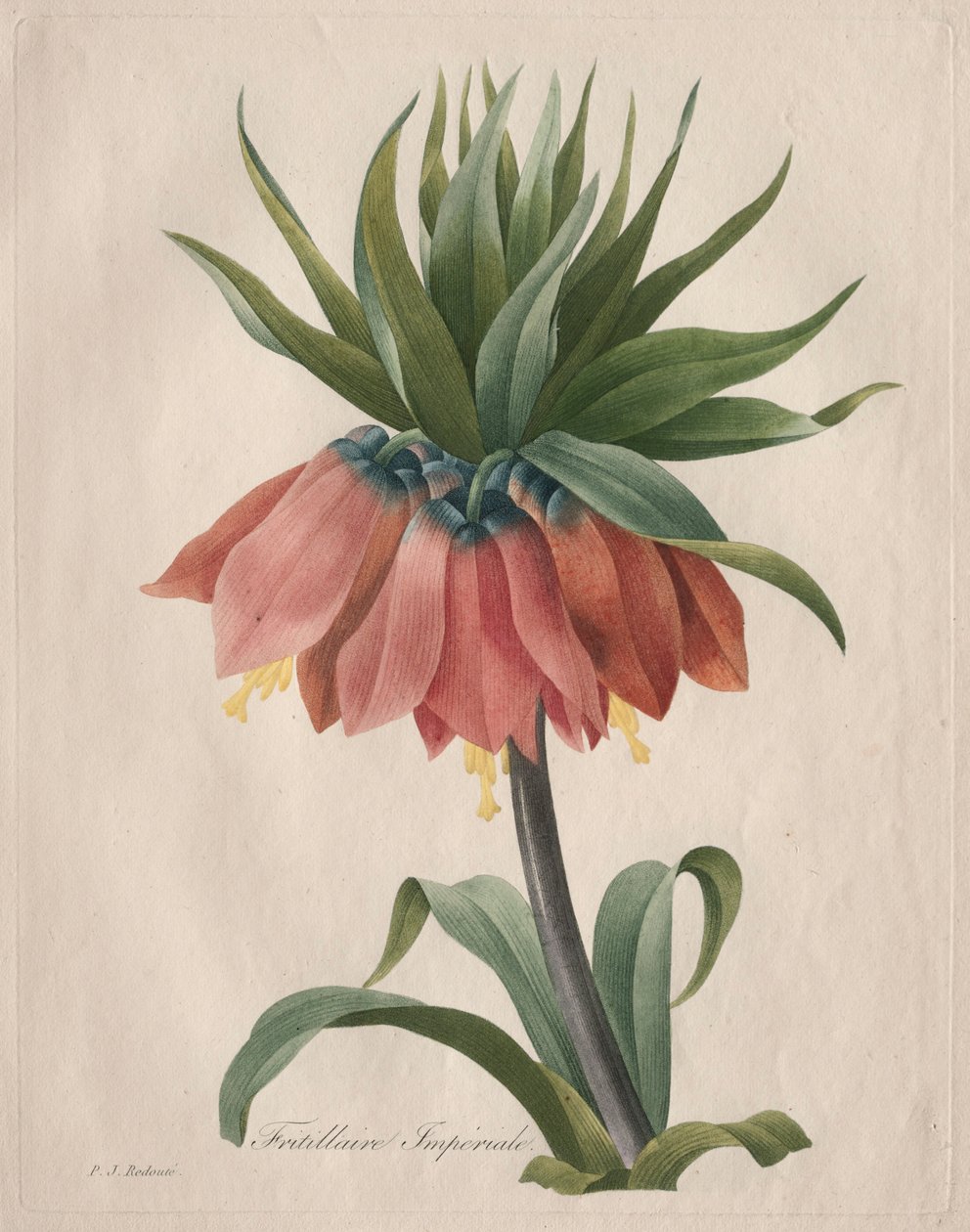 ولي العهد الإمبراطوري Fritillary ، 1827. بواسطة بيير جوزيف ريدوت