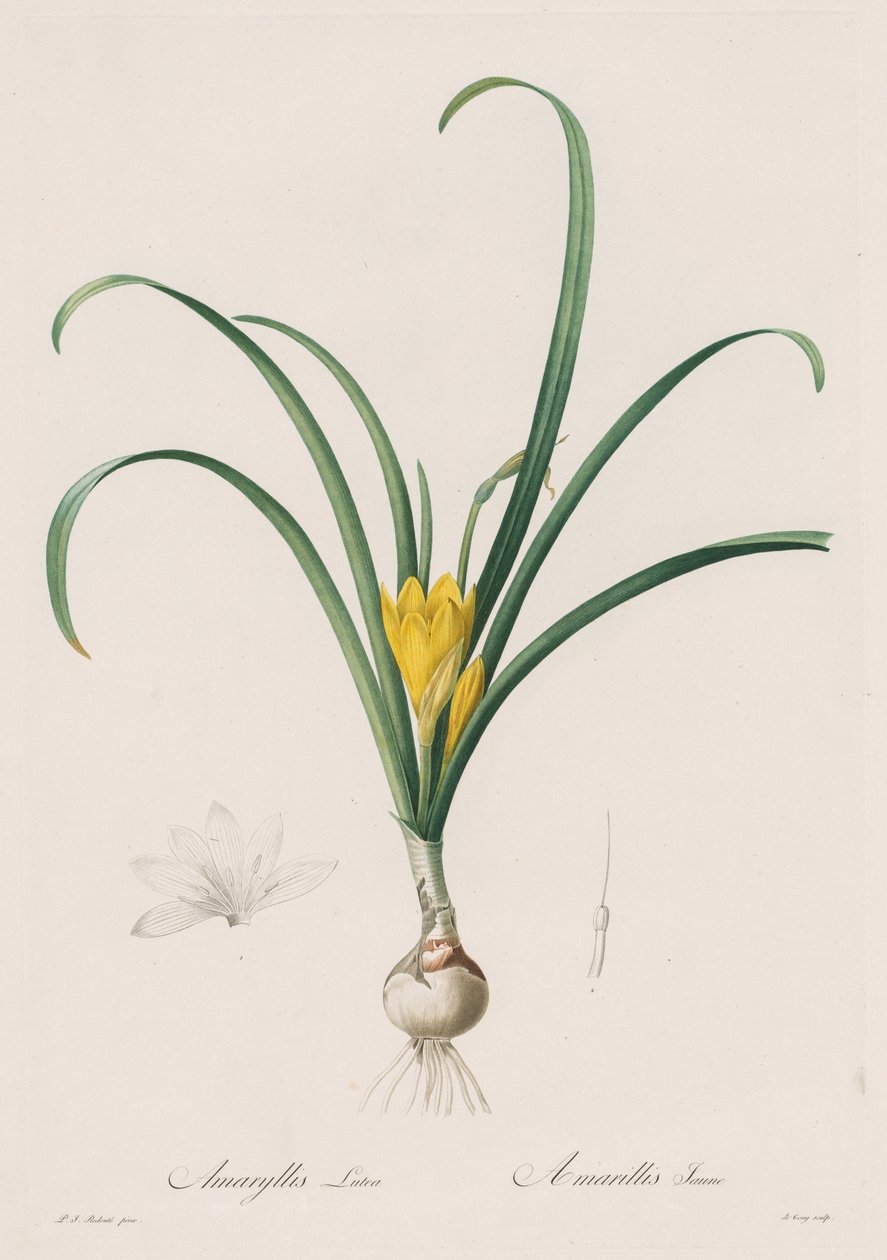 Liliaceae: Amaryllis Lutes ، 1802-1816. بواسطة بيير جوزيف ريدوت