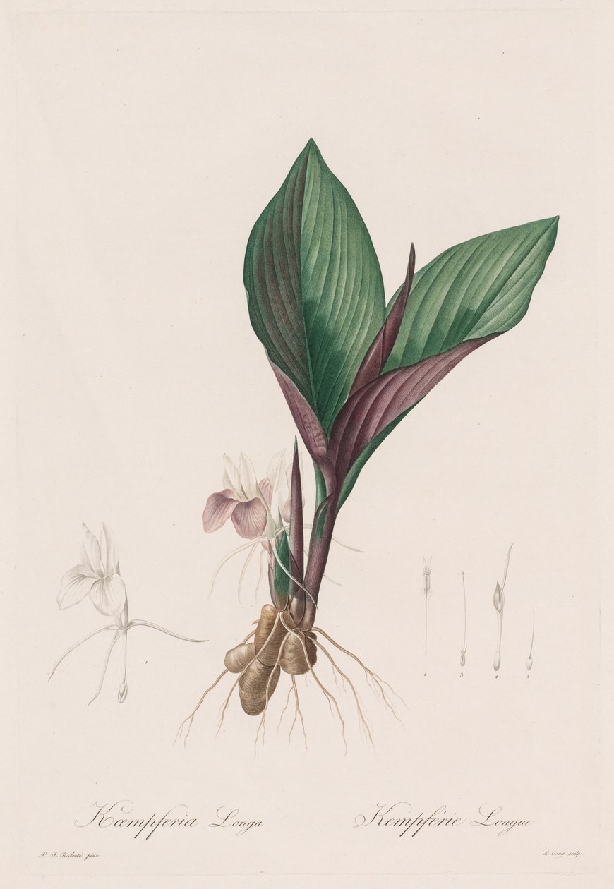 Liliaceae: Kaempferia longa ، 1802-1816. بواسطة بيير جوزيف ريدوت