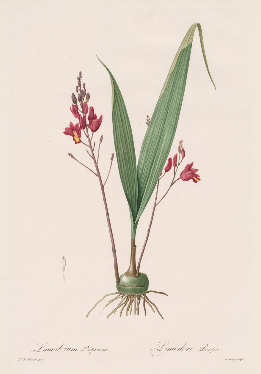 Les liliacees: Limodorum Rosy 1802-1816. بواسطة بيير جوزيف ريدوت